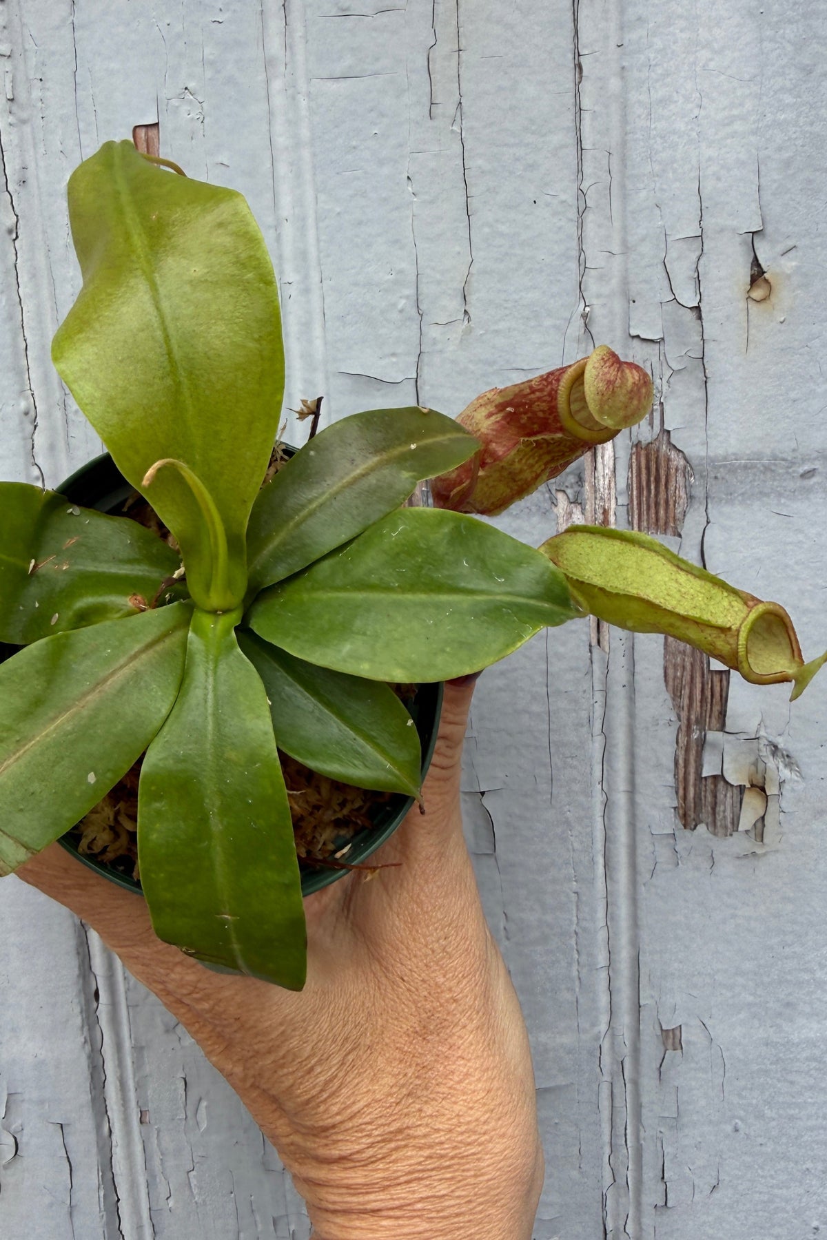 Nepenthes 'St. Gaya' "Pitcher Plant" 3" being held up against a blue grey wall wth the top facing the camera ©Sprout Home