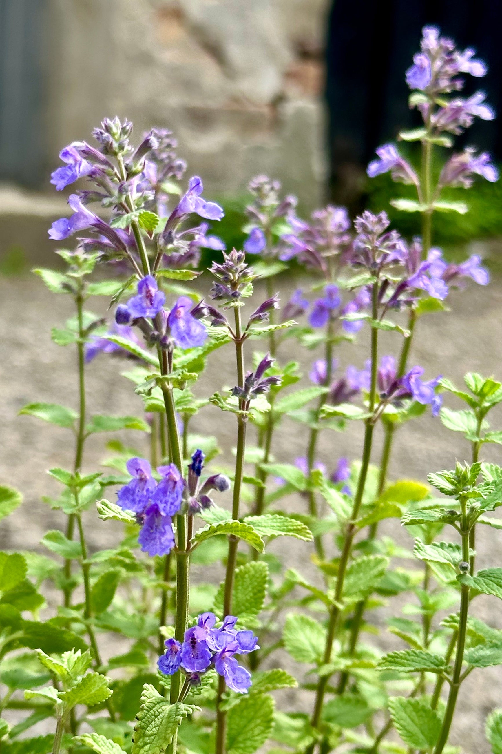 The purple blue flowers of the Nepeta 'Blue Wonder' up close mid May at Sprout Home ©Sprout Home