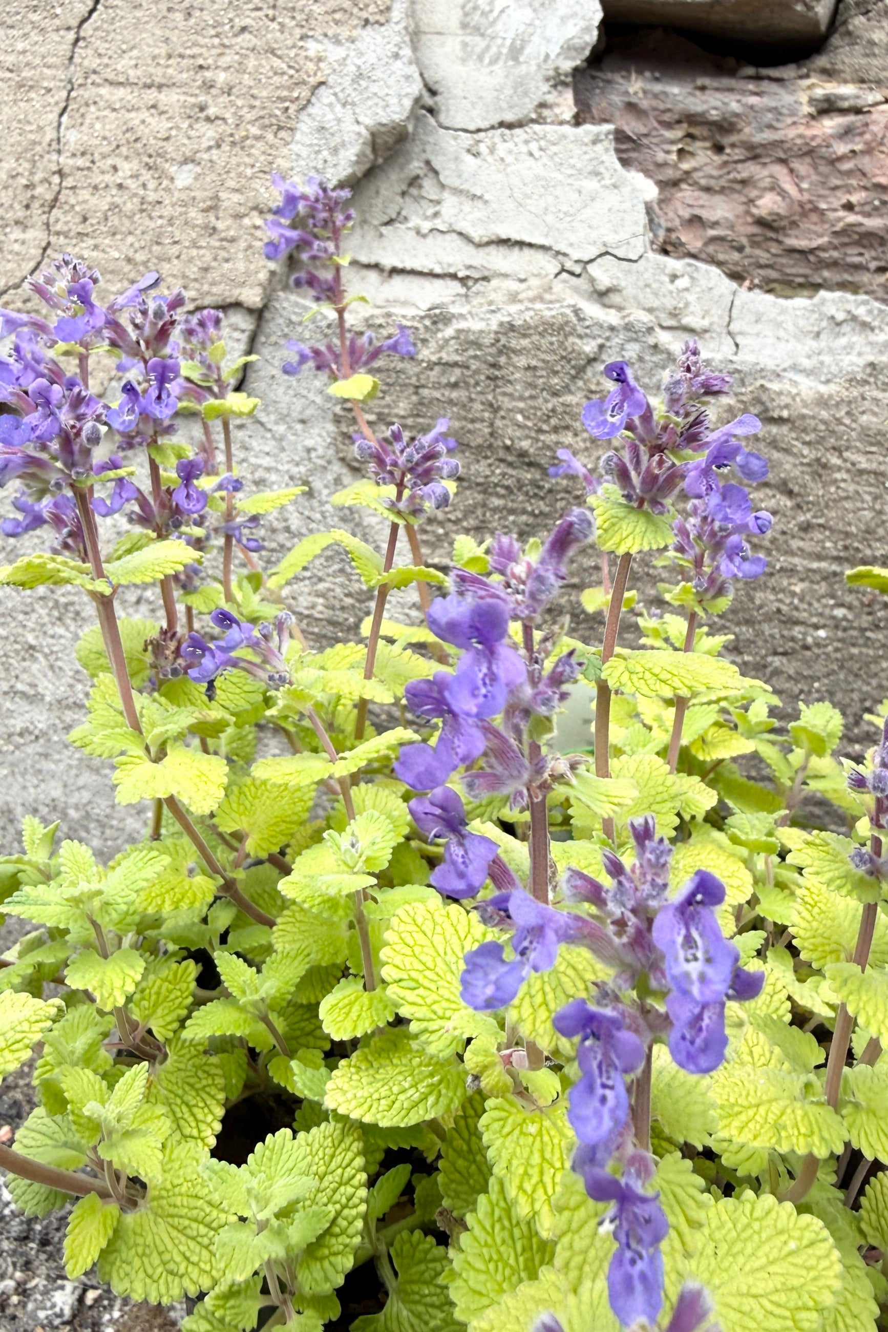 Nepeta 'Chartreuse on the Loose' Purple flowers with green leaves the beginning of May against a stone wall background ©Sprout Home