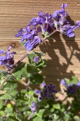 Detail picture of the sweet purple flowers in bloom May 1st of the Nepeta 'Early Bird'