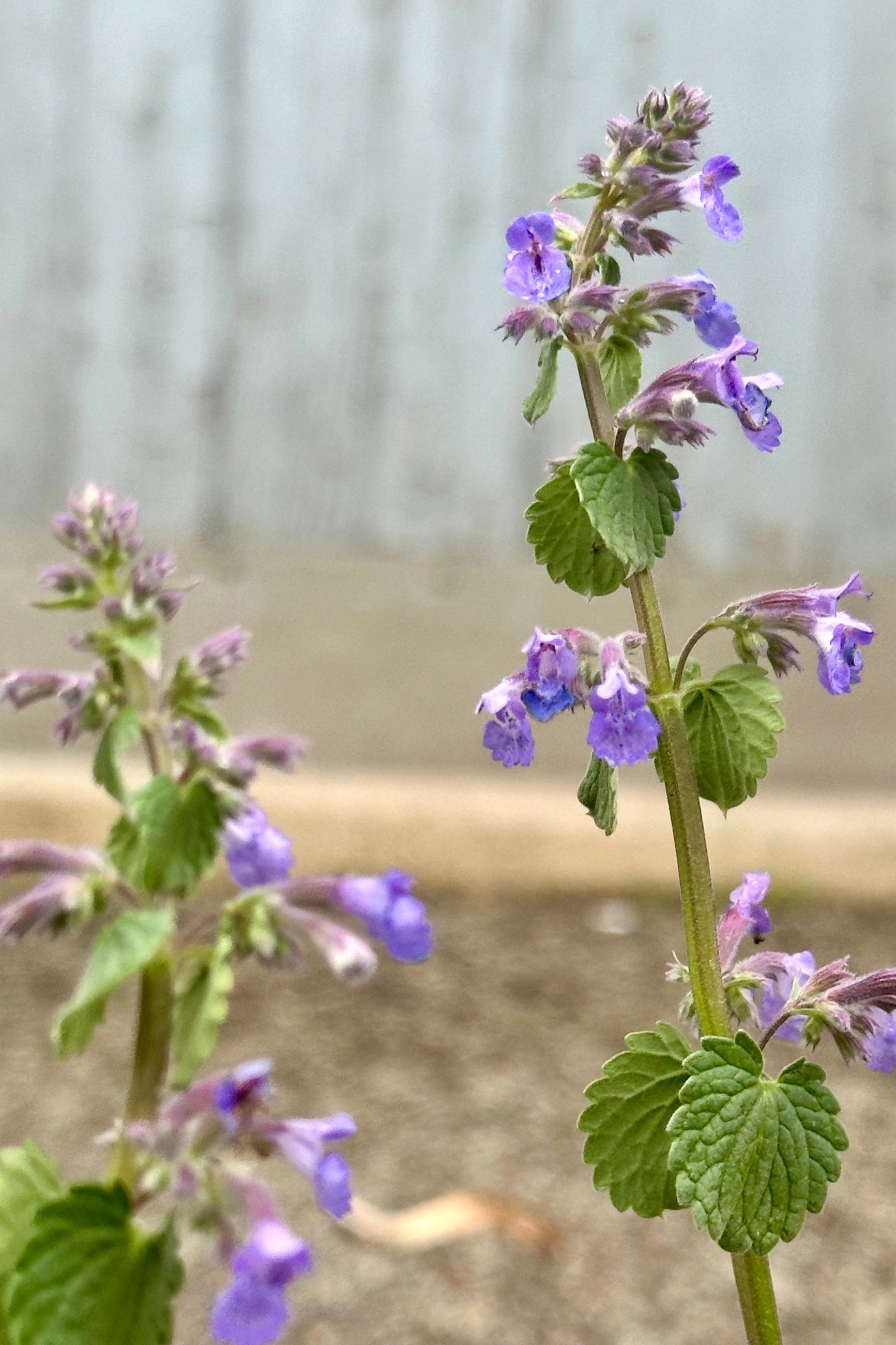 The sweet purple blooms on sale stems the beginning of May of the Nepeta 'Blue Wonder' perennial at Sprout Home. ©Sprout Home