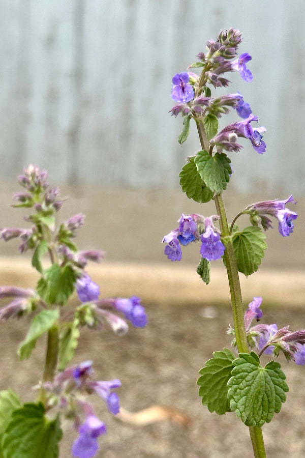 The sweet purple blooms on sale stems the beginning of May of the Nepeta 'Blue Wonder' perennial at Sprout Home.