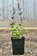 Nepeta 'Blue Wonder' in bloom growing in a 1qt growers pot the beginning of May (sprout)
