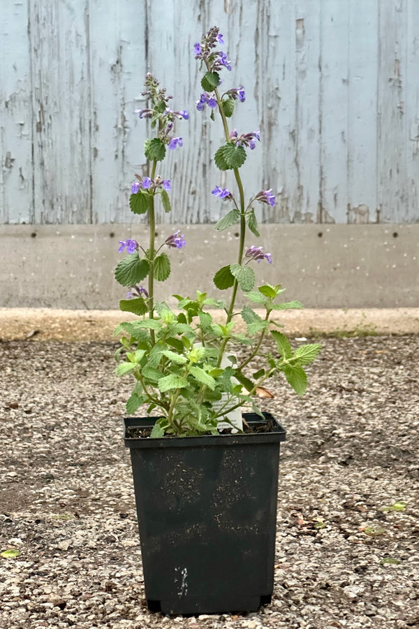 Nepeta 'Blue Wonder' in bloom growing in a 1qt growers pot the beginning of May (sprout)