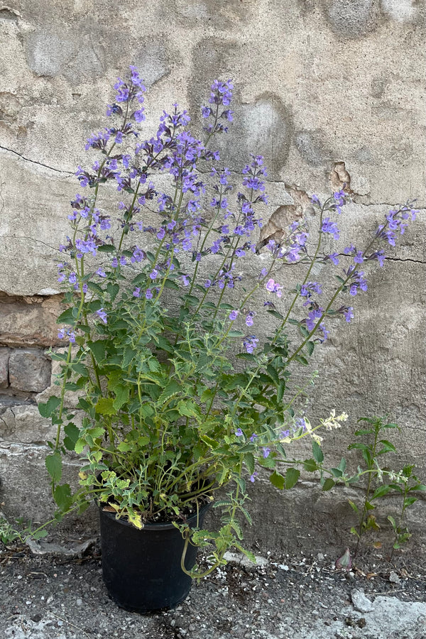 Nepeta 'Walkers Low' in a #1 growers pot in full bloom middle of June with its spikes of light purple flowers sitting in front of a concrete wall. 