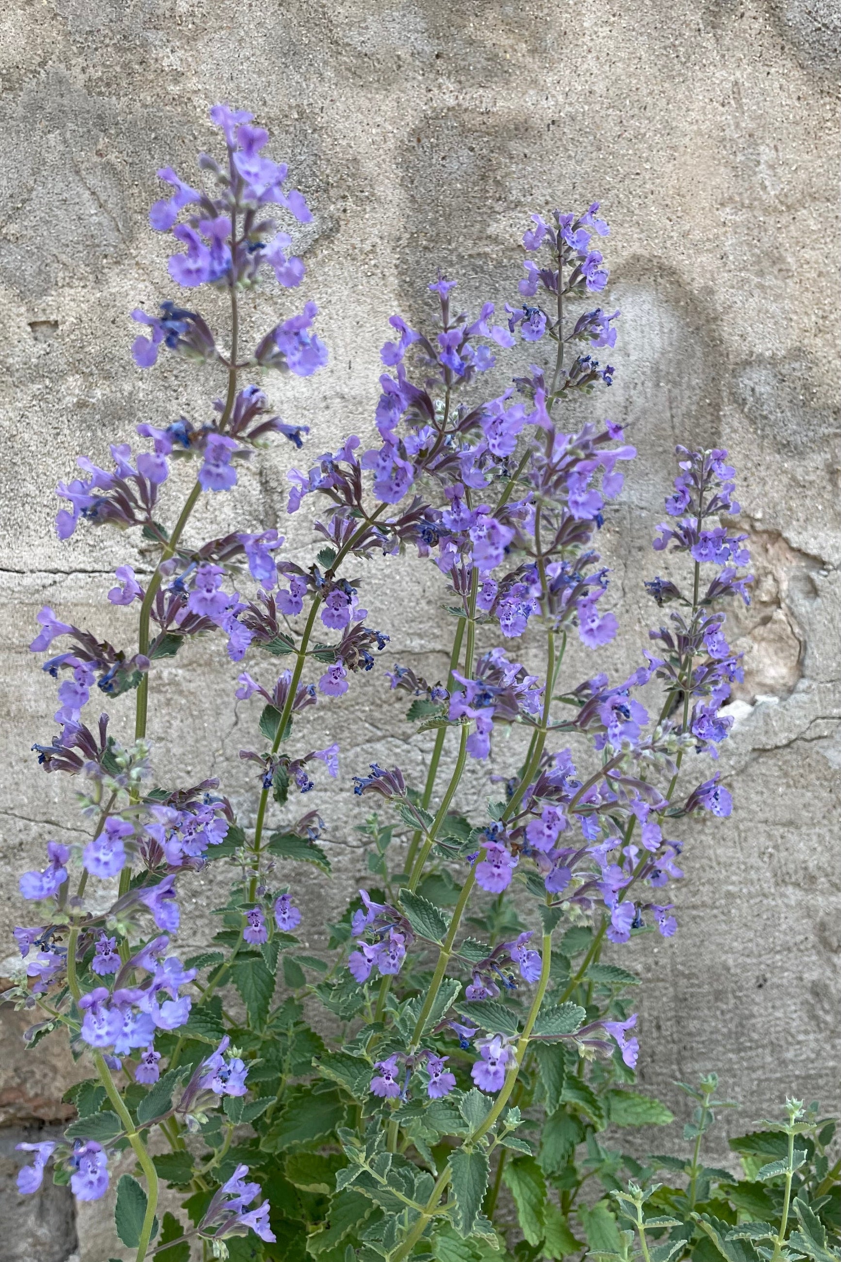 The light purple flowers of the Nepeta 'Walkers Low' in full bloom middle of June. ©Sprout Home