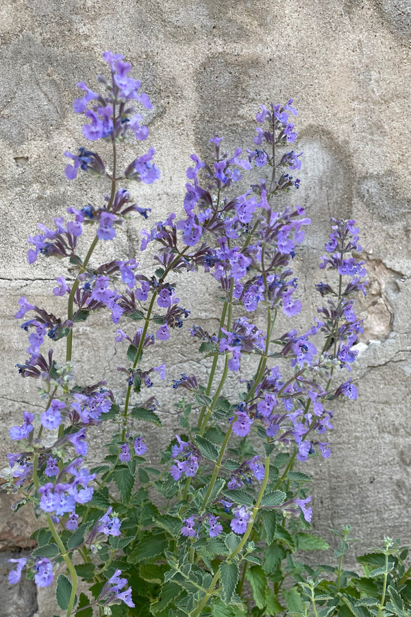 The light purple flowers of the Nepeta 'Walkers Low' in full bloom middle of June.