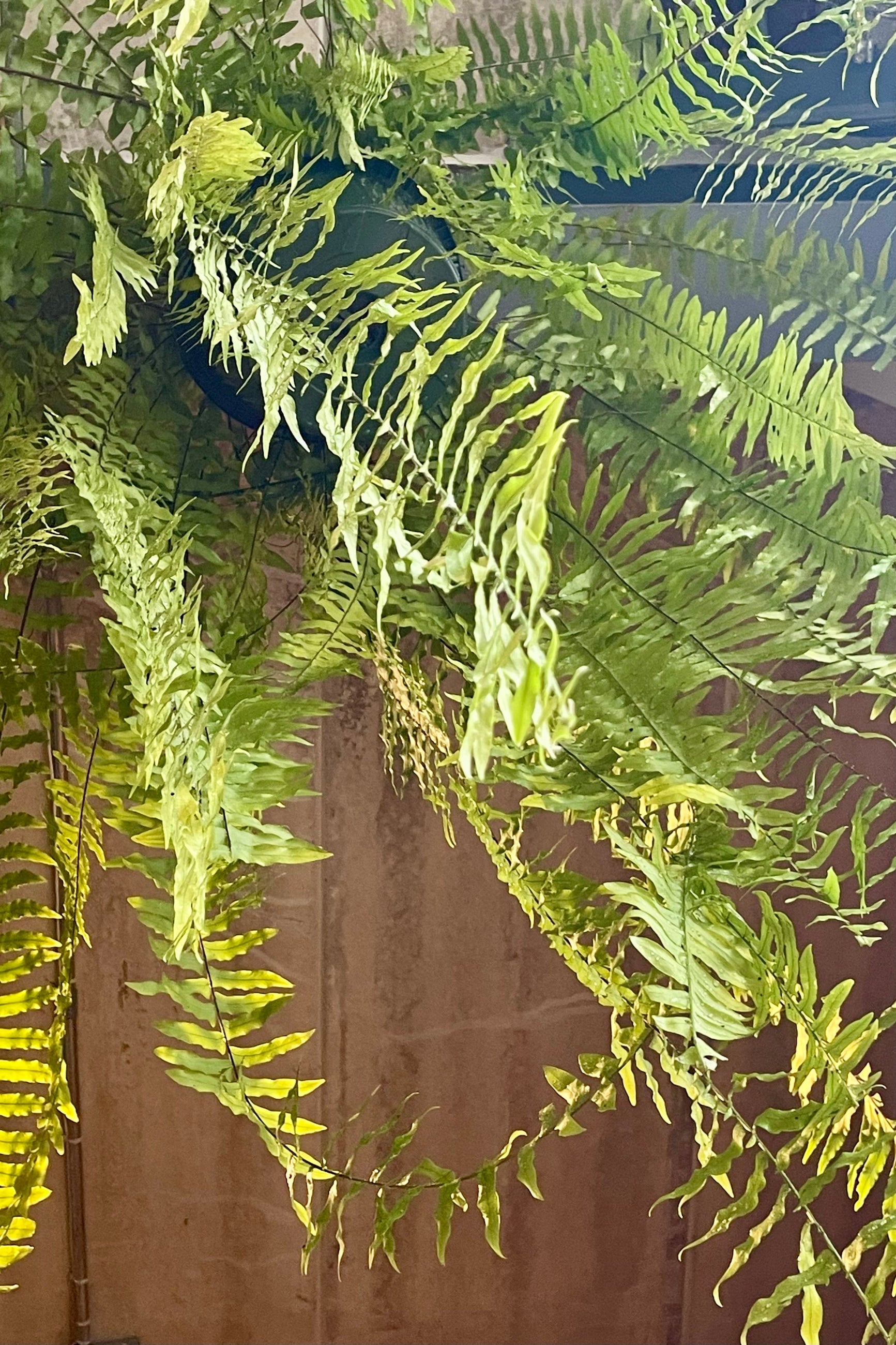 A long trailing fern viewed from below ©Sprout Home