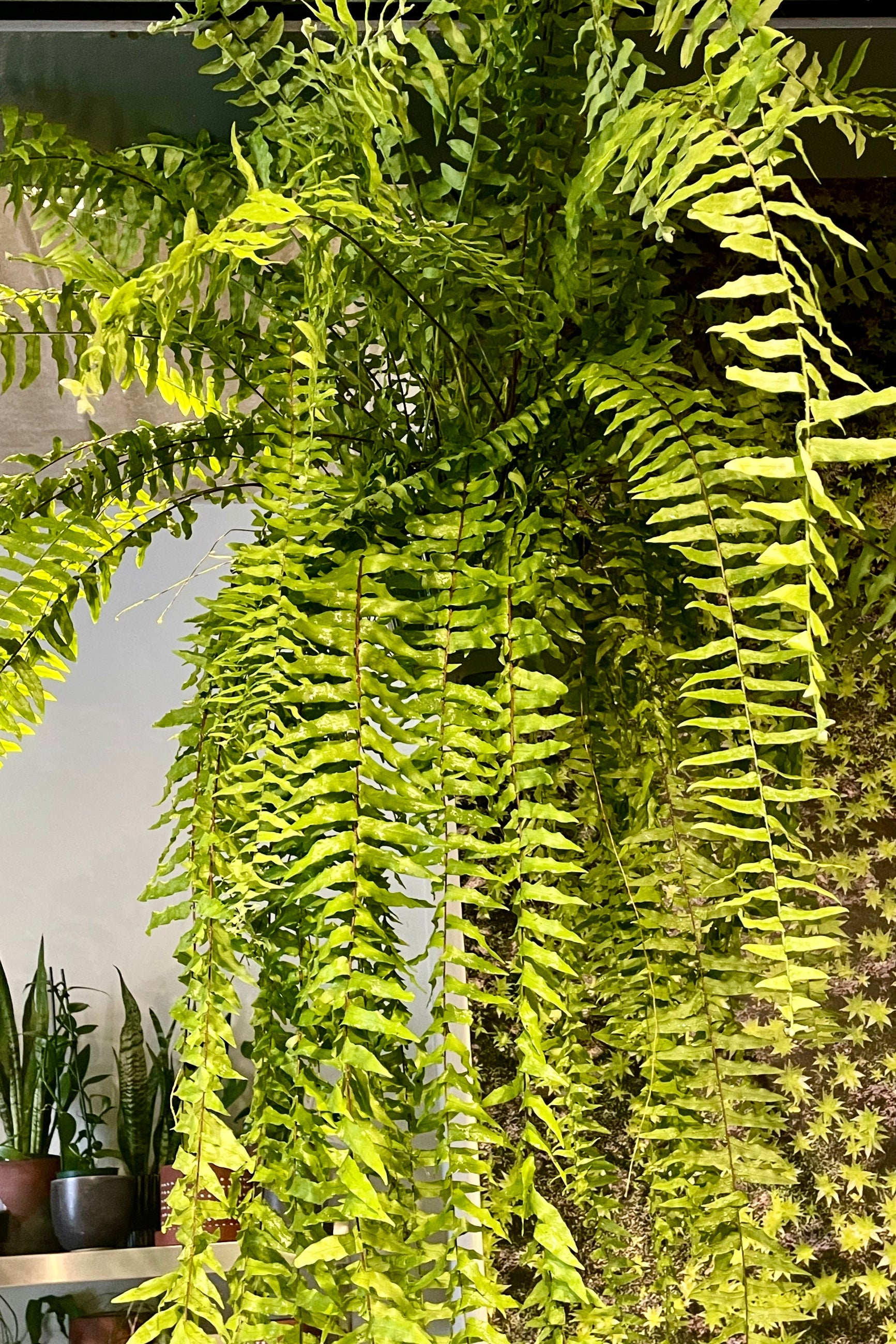 Photo of a cascading Boston fern in a garden store in the sunlight ©Sprout Home