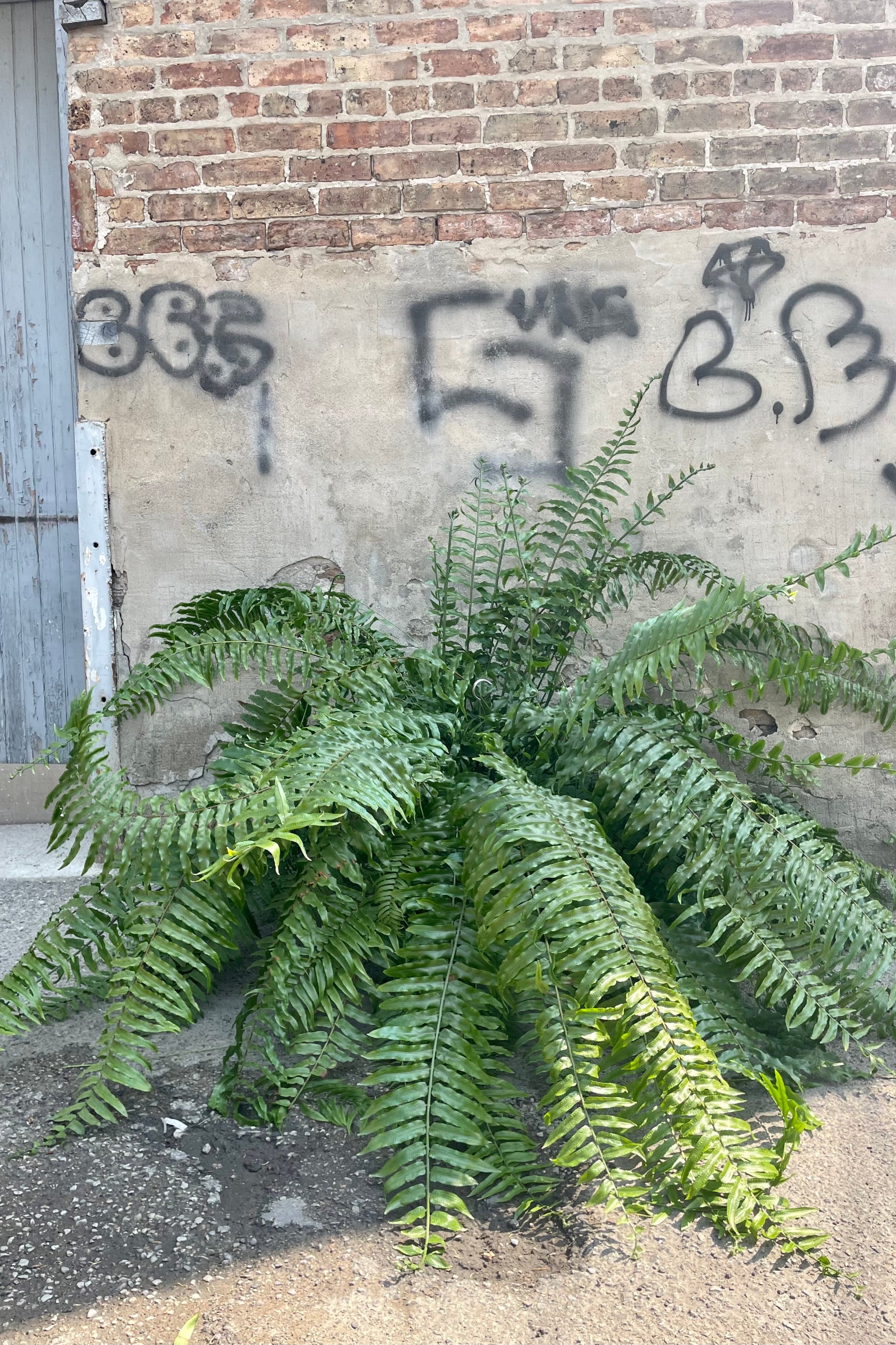 A full view of Nephrolepis biserrata 'Macho' 10HB" against concrete backdrop ©Sprout Home