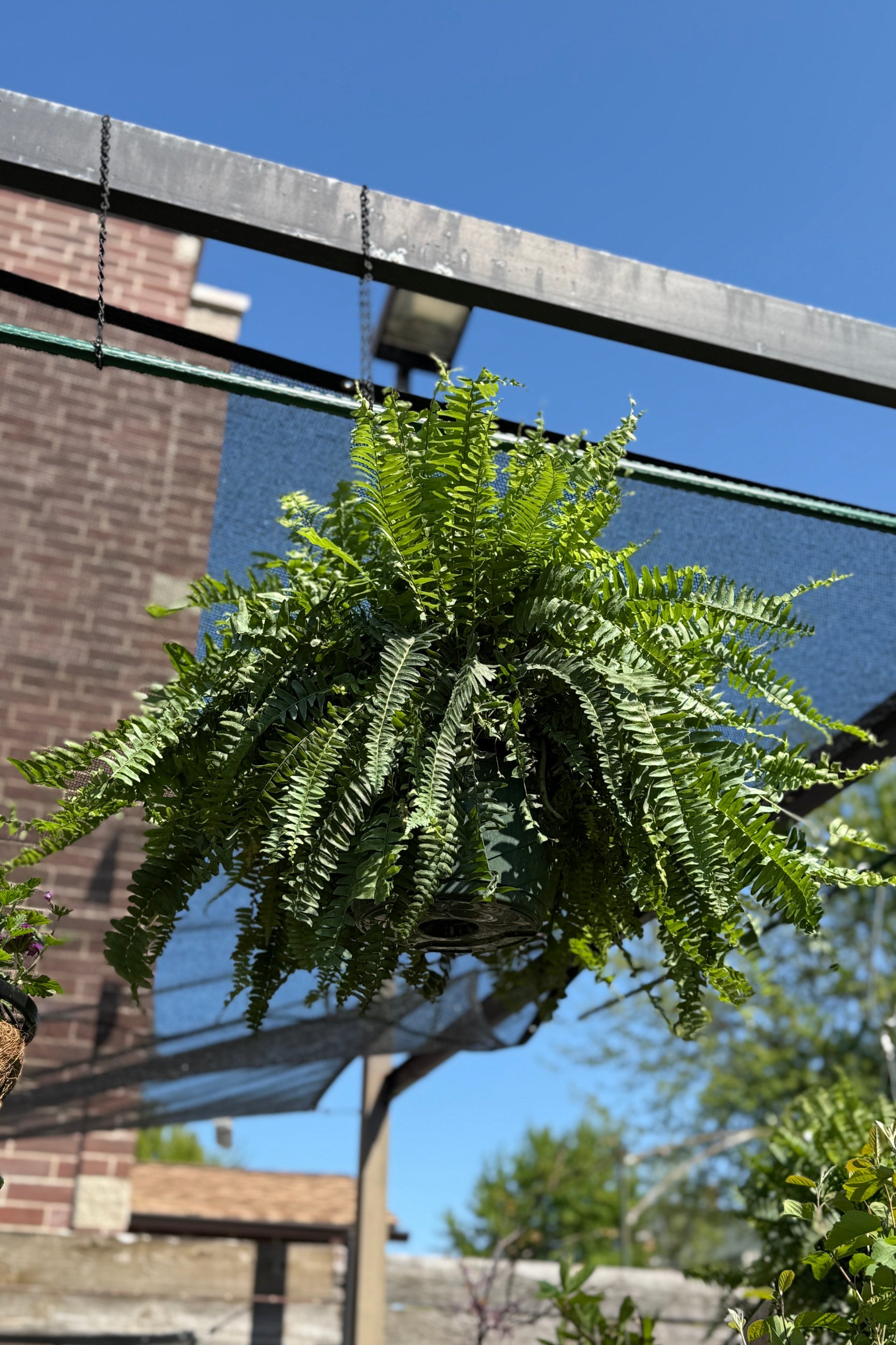Nephrolepis exaltata "Boston Fern" in a hanging 10" pot in May ©Sprout Home