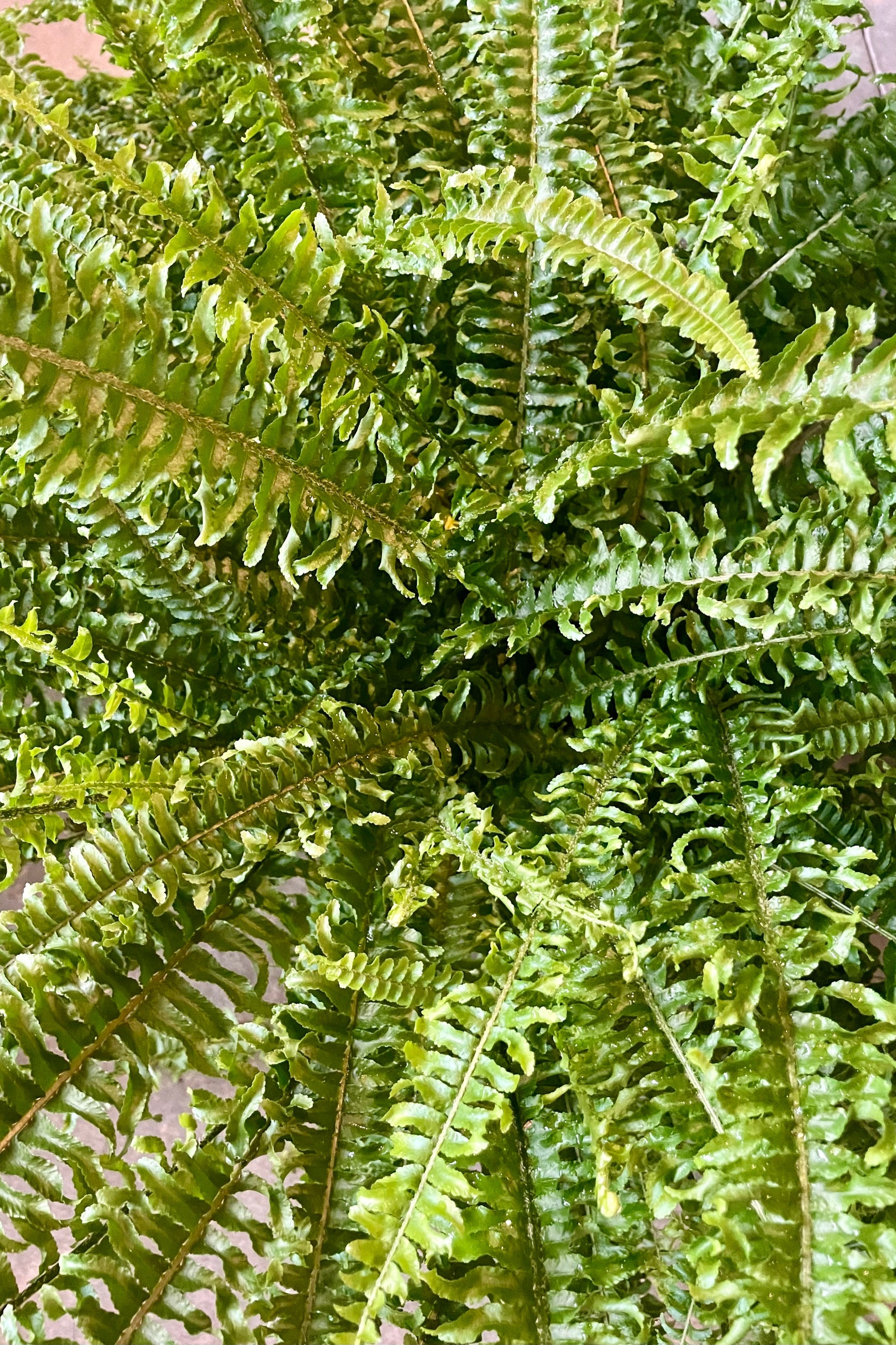 Photo looking down on a dense green foliage of Nephrolepis 'Ariane' Boston Fern. ©Sprout Home