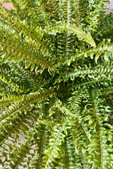 Photo looking down on a dense green foliage of Nephrolepis 'Ariane' Boston Fern.