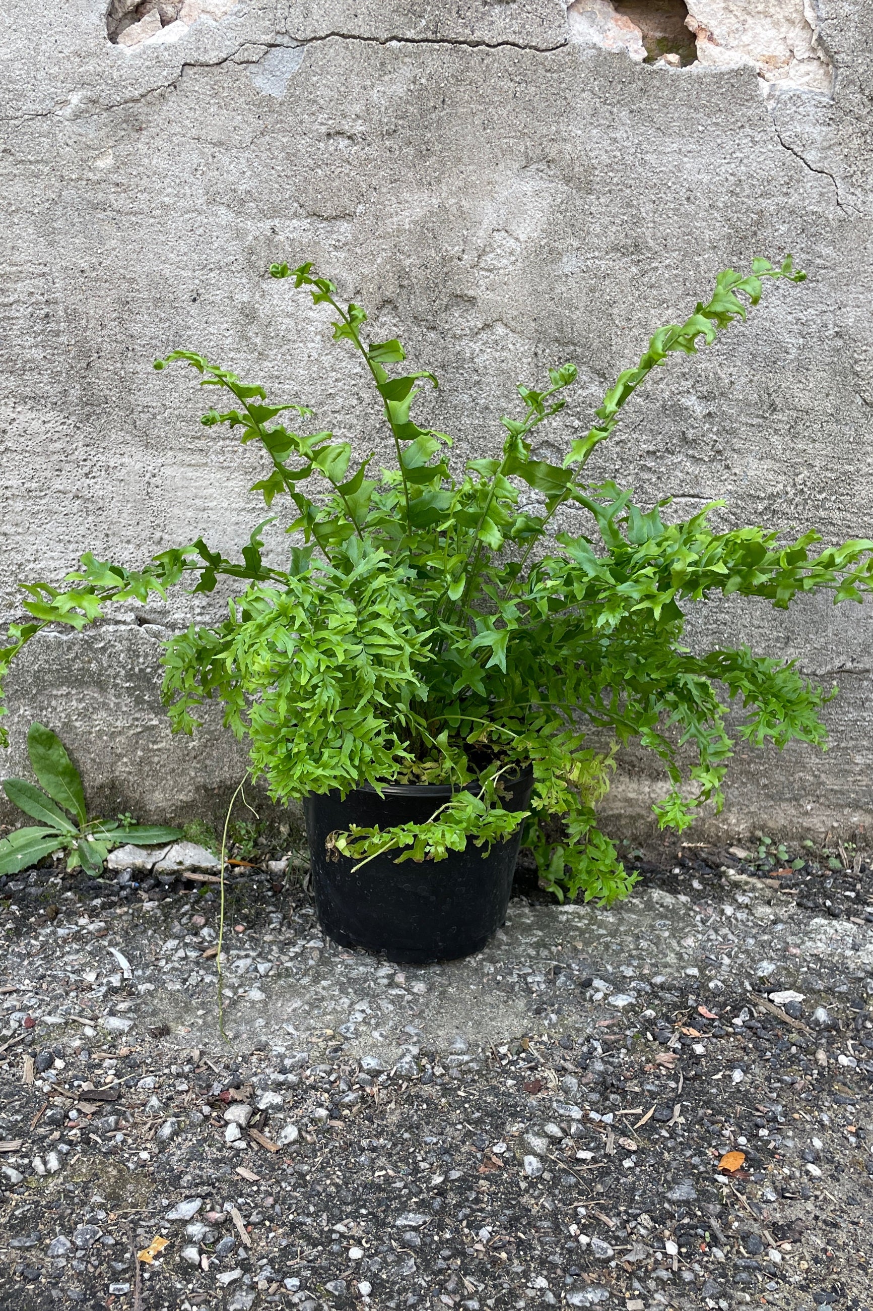 Nephrolepsis exaltata 'Fishtail' in a 6" growers pot against a concrete wall.  ©Sprout Home