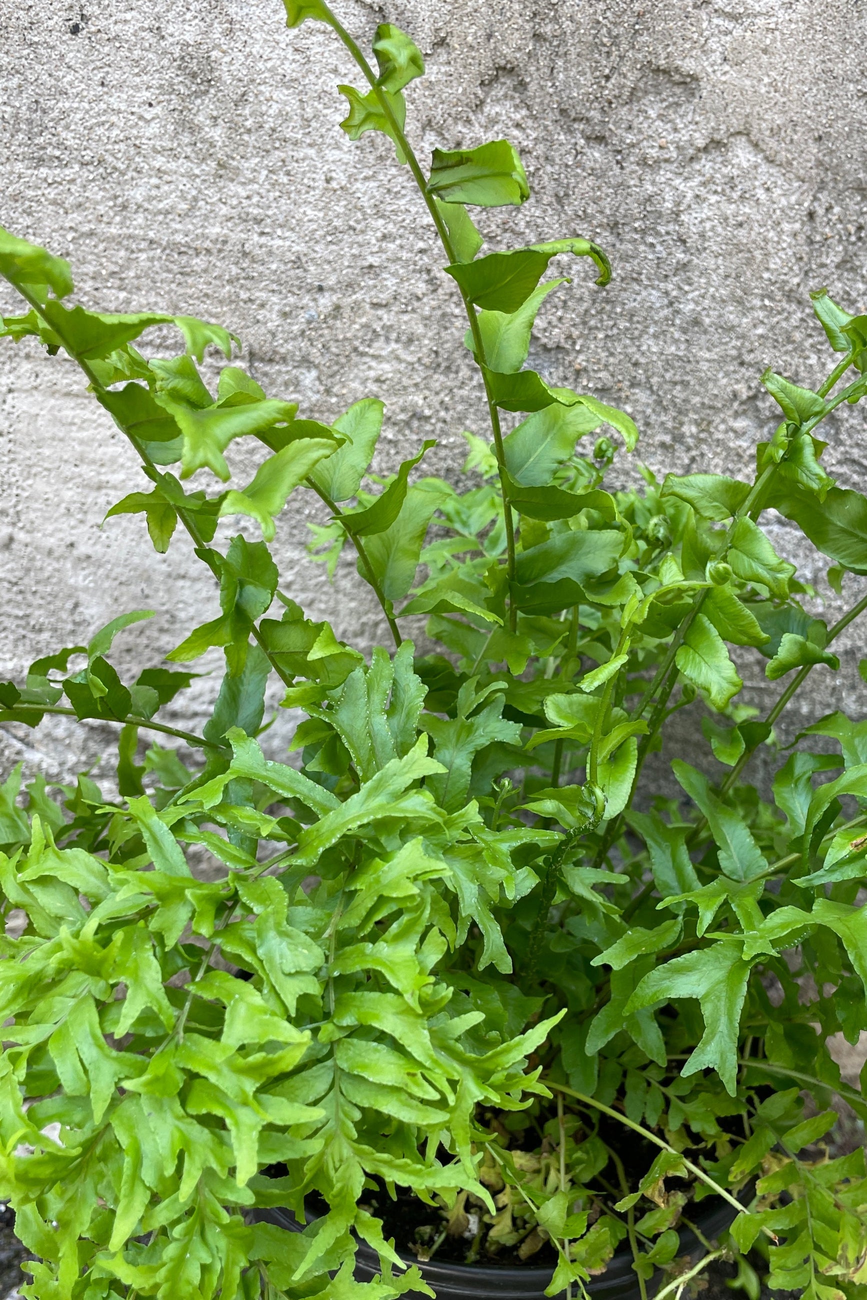 Detail image of the highly textured green leaves of the Nephrolepsis 'Fishtail' fern.  ©Sprout Home