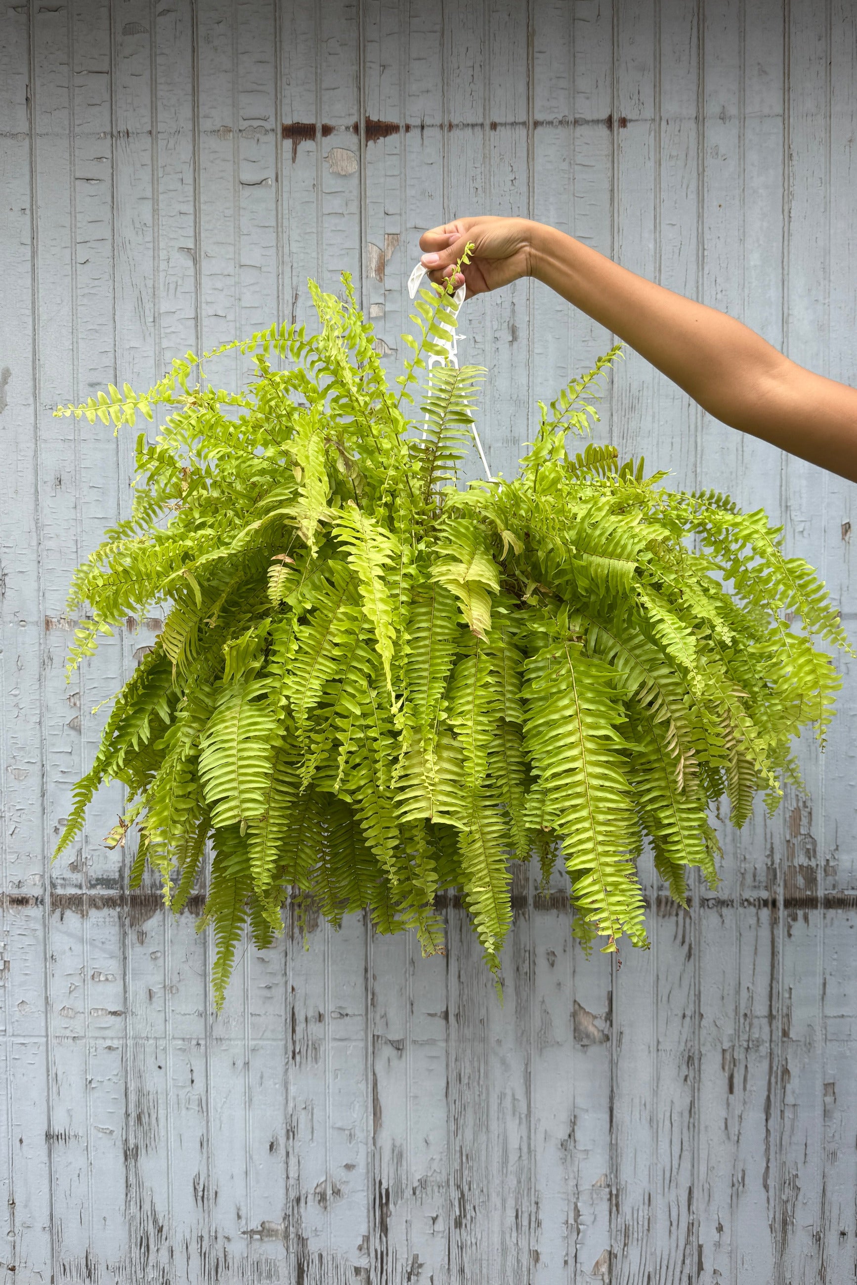 Nephrolepis exaltata 'Rita's Gold' in a 8" growers pot ©Sprout Home