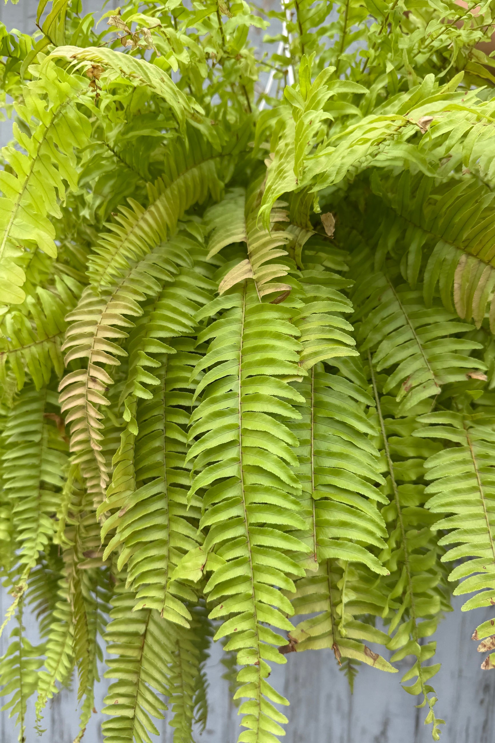 Nephrolepis exaltata 'Rita's Gold' in a 8" growers pot ©Sprout Home