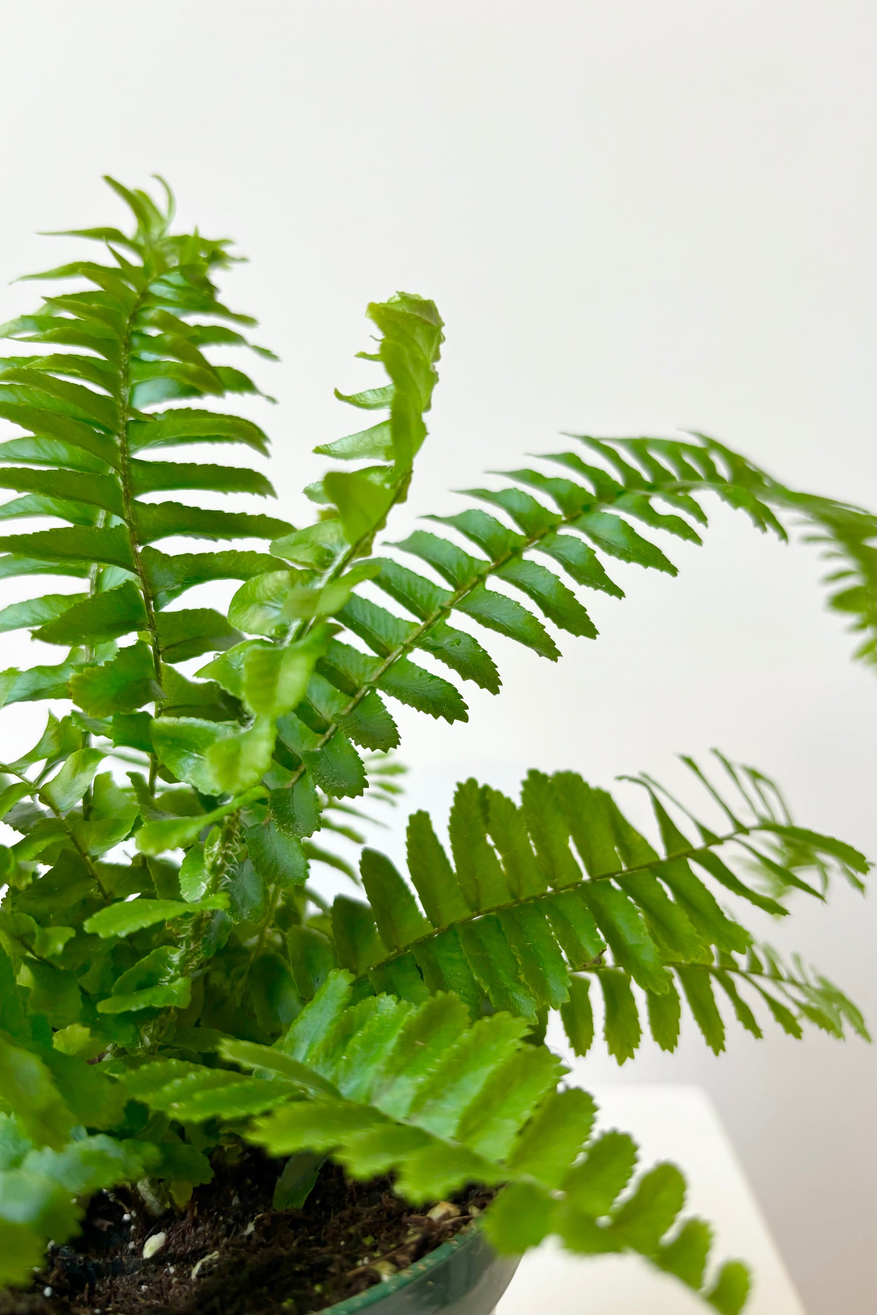 Close up of Nephrolepis 'Jesters Crown' fern featuring sword shaped leaves that have a vertical habit against a white background. ©Sprout Home