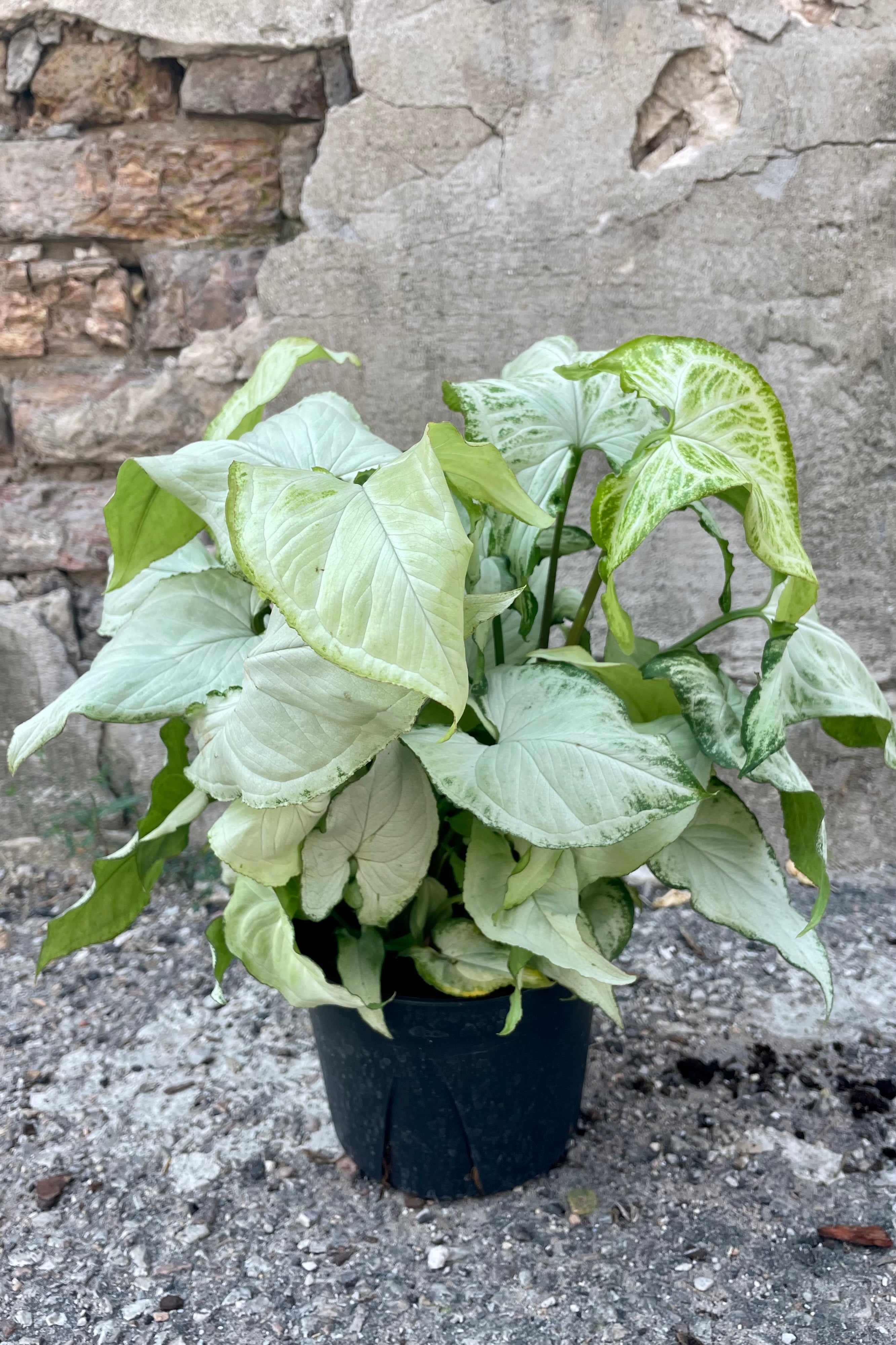 Photo of a white and green Nephthytis arrowhead vine plant in a black pot against a concrete wall.