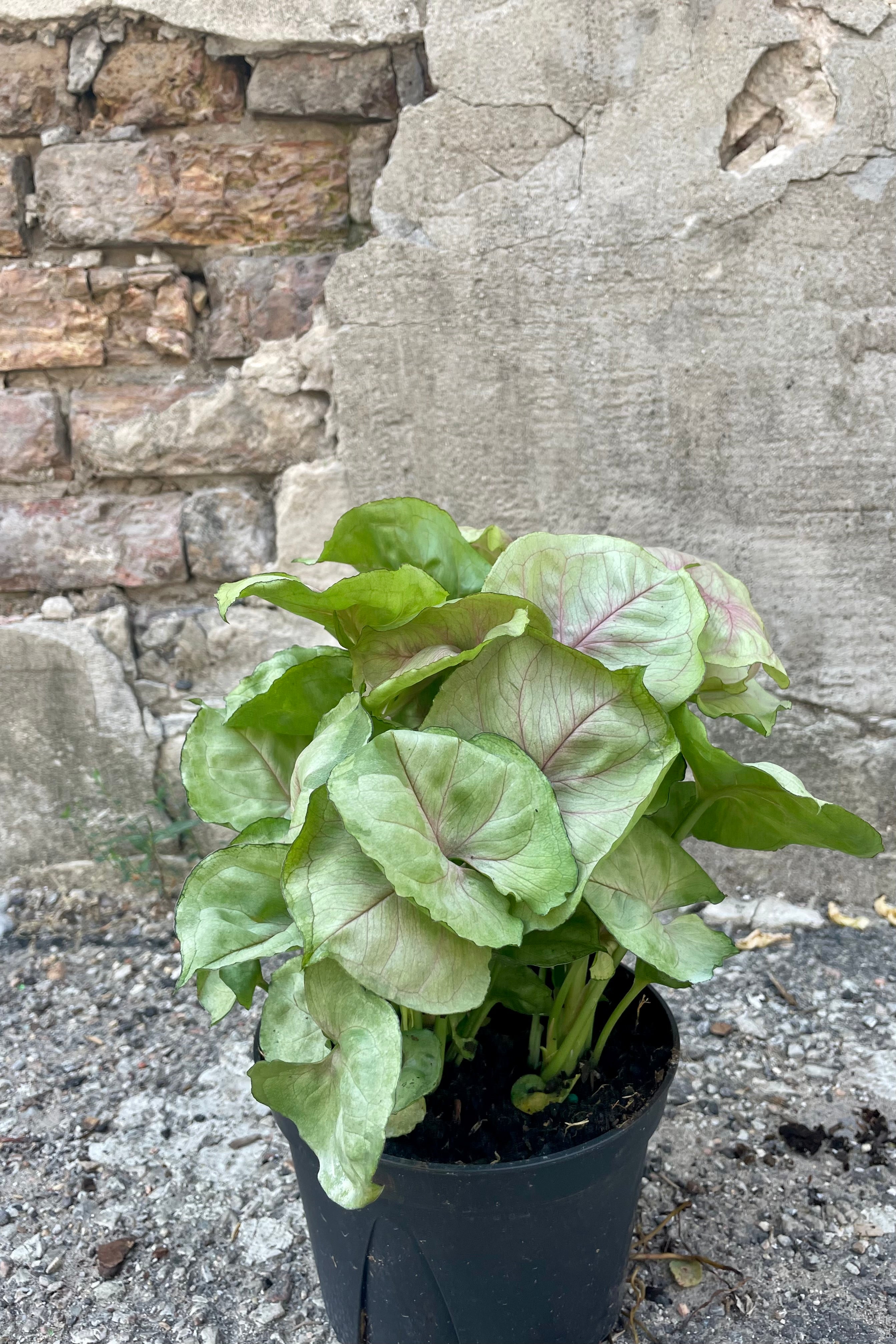 Photo of a green and pink and white Nephthytis arrowhead vine plant in a black pot against a concrete wall.