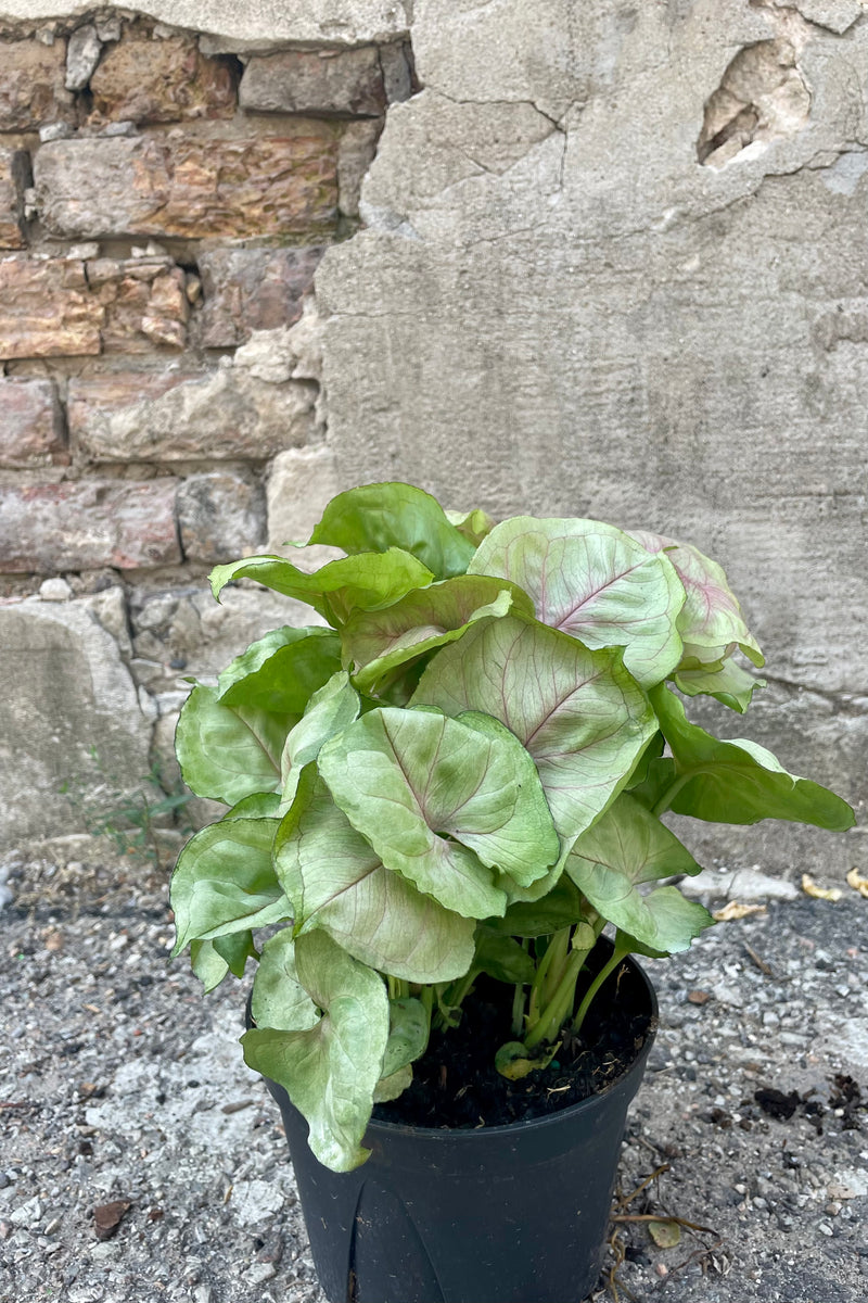 Photo of a green and pink and white Nephthytis arrowhead vine plant in a black pot against a concrete wall.
