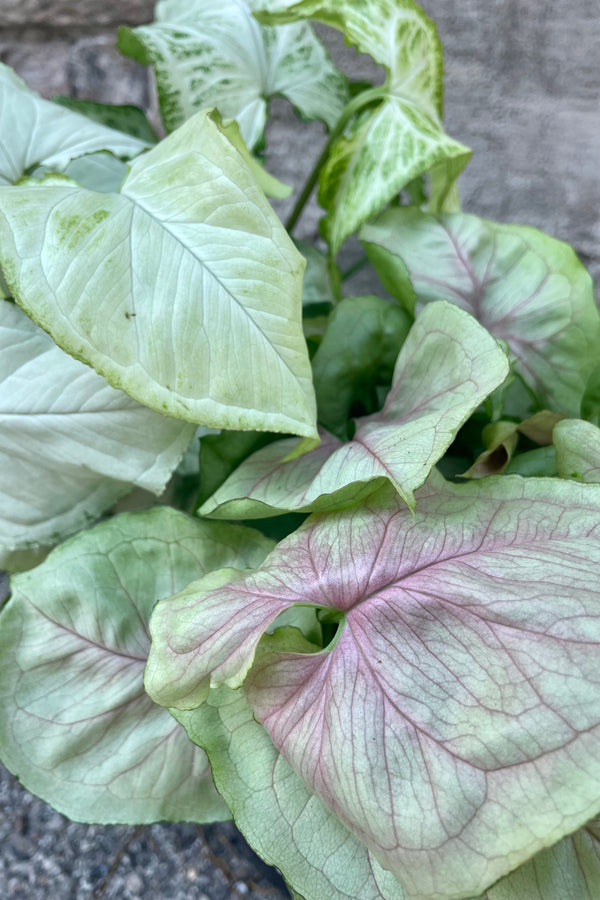 Close photo of leaves of Nephthytis Arrowhead Vine plant showing green, white and pink leaves against a concrete wall.