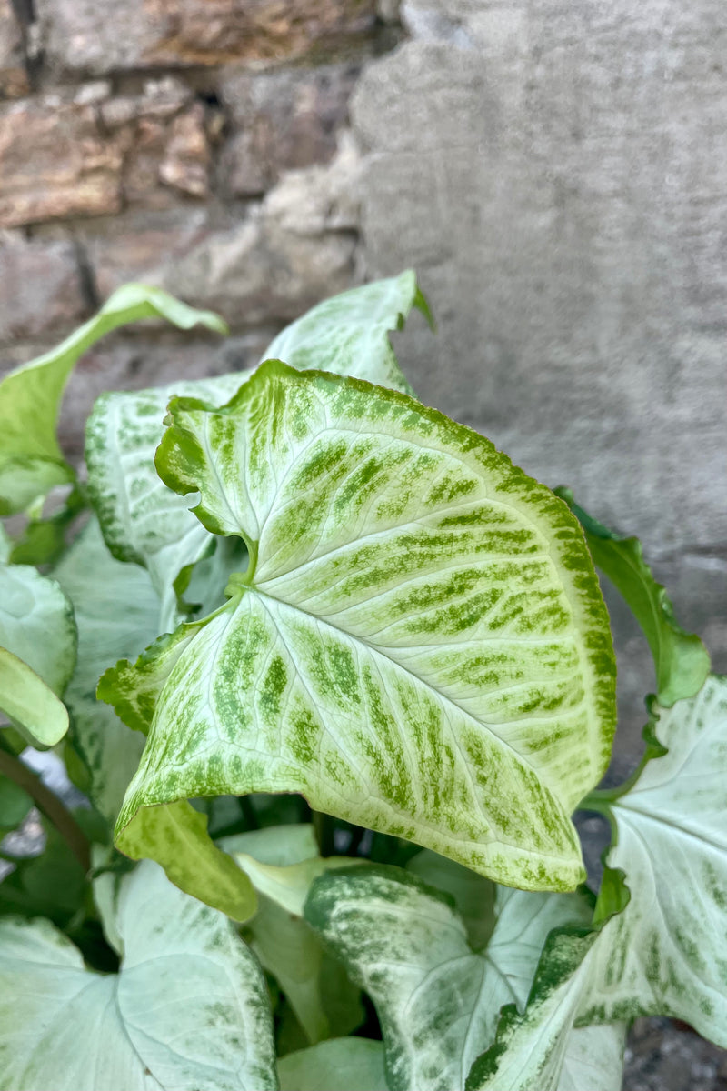 Close photo of green and white leaves of Nephthytis arrowhead vine plant against a concrete wall.