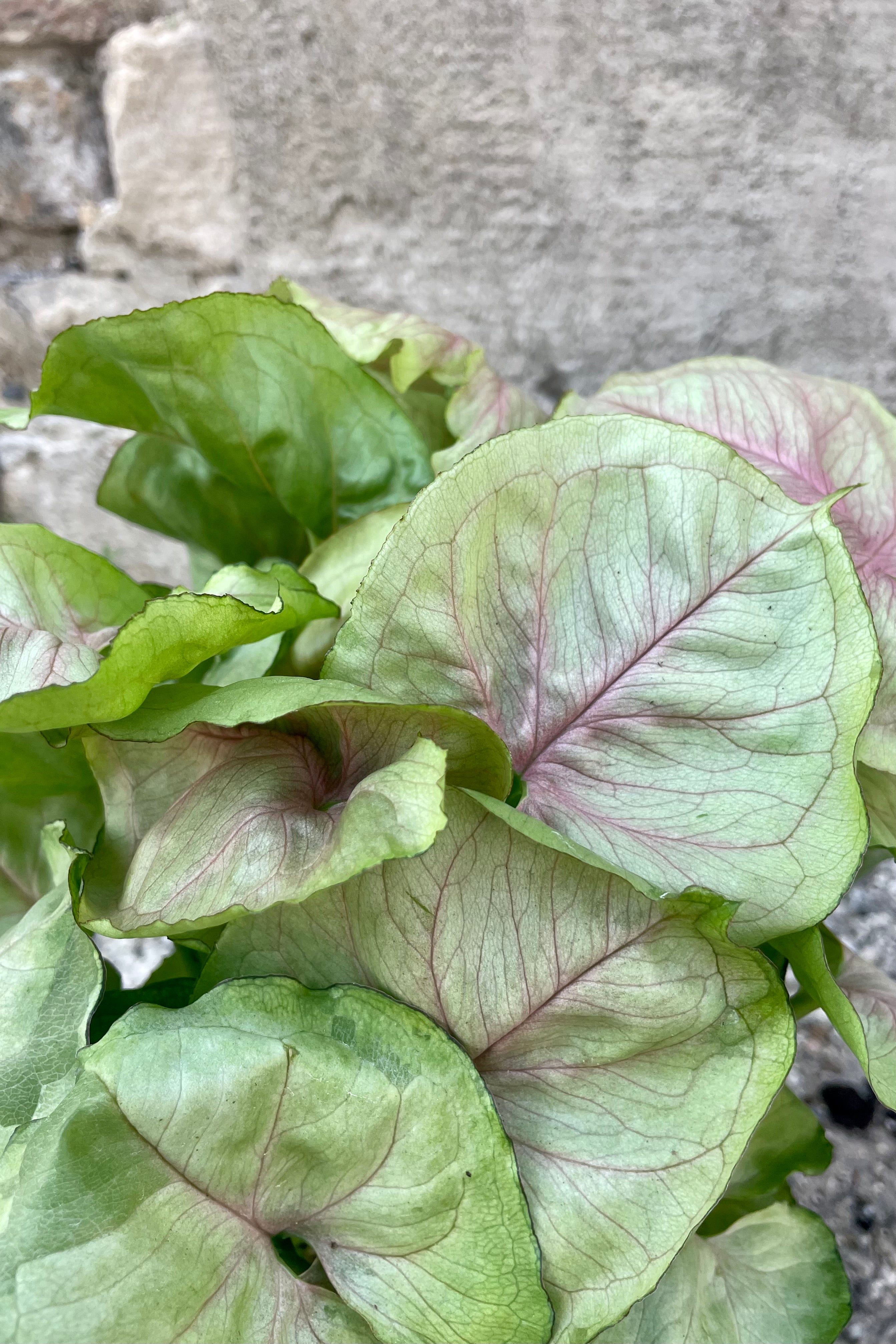 Close photo of green and pink leaves of Nephthytis arrowhead vine plant against a concrete wall.