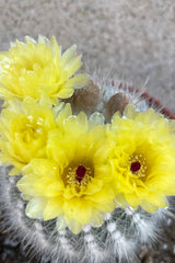 A detailed view of Notocactus scopa 4" against concrete backdrop