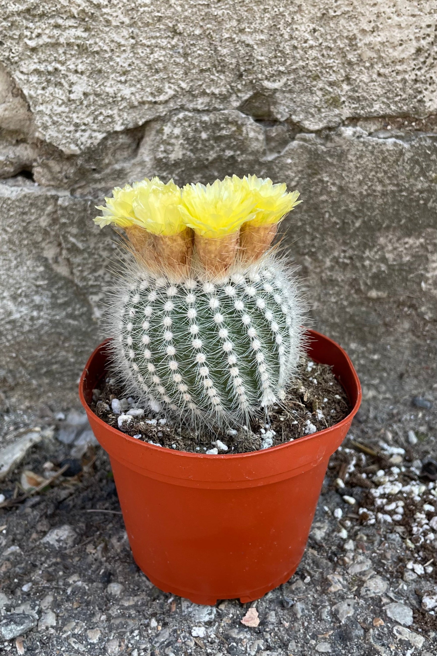 A full view of Notocactus scopa 4" in grow pot against concrete backdrop ©Sprout Home