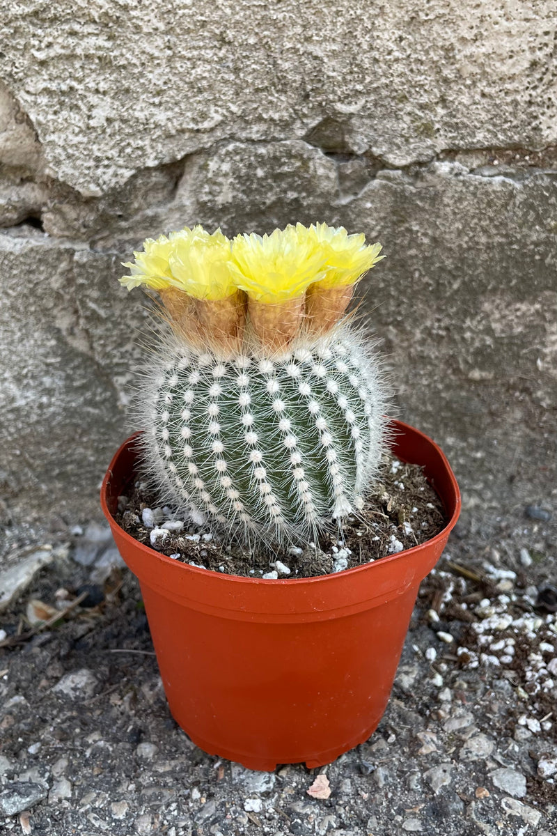 A full view of Notocactus scopa 4" in grow pot against concrete backdrop