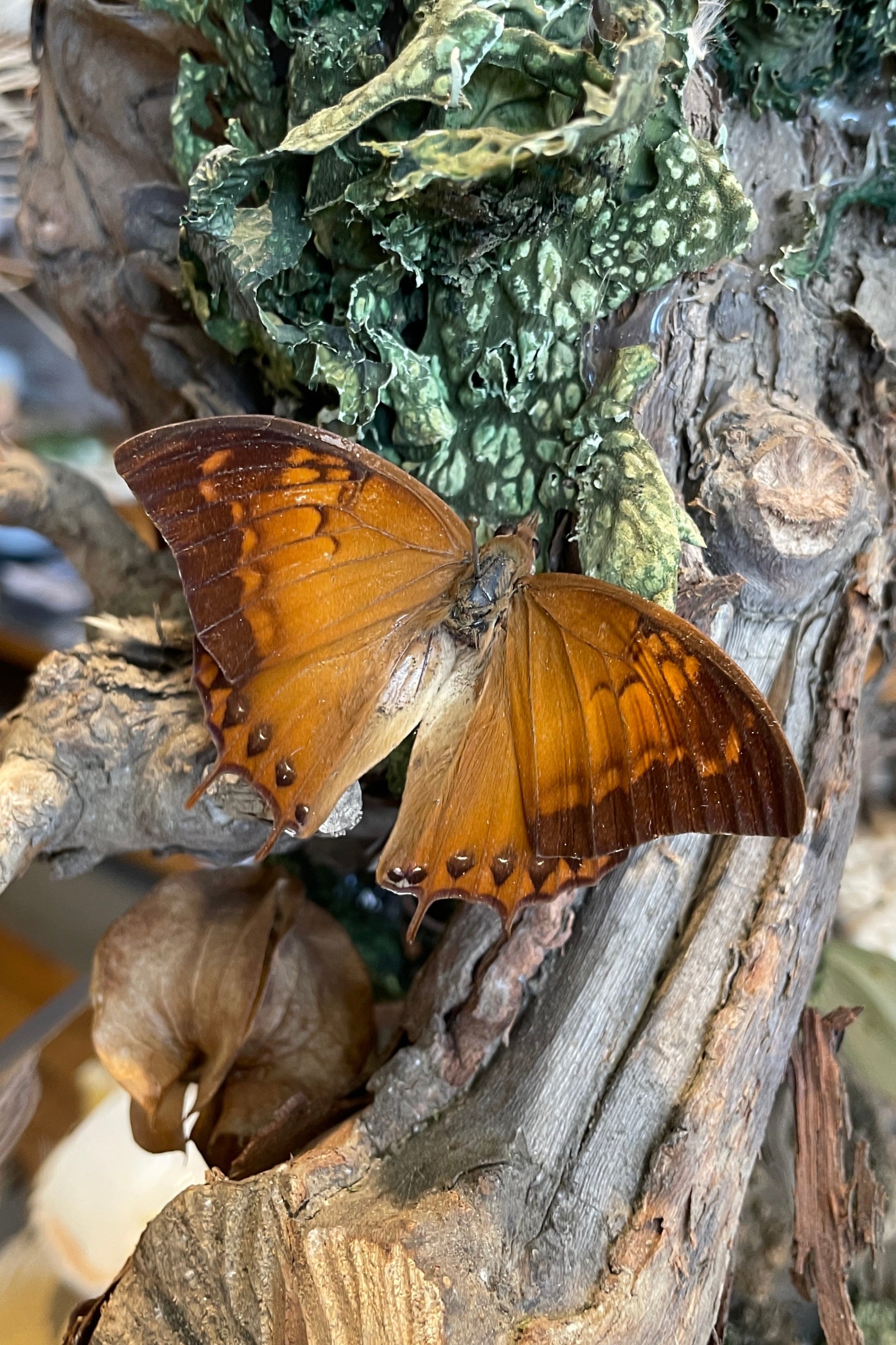 Charaxes emycus georgius butterfly posed in flight mode on a branch and lichen and Sprout Home.  ©Sprout Home