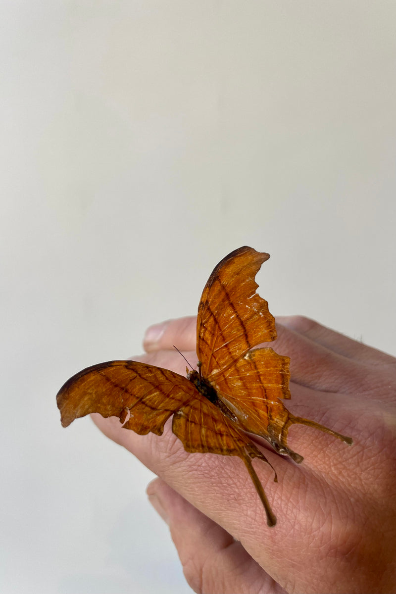 Photo of a preserved Marpesia petreas butterfly specimen on a hand in front of a white wall.