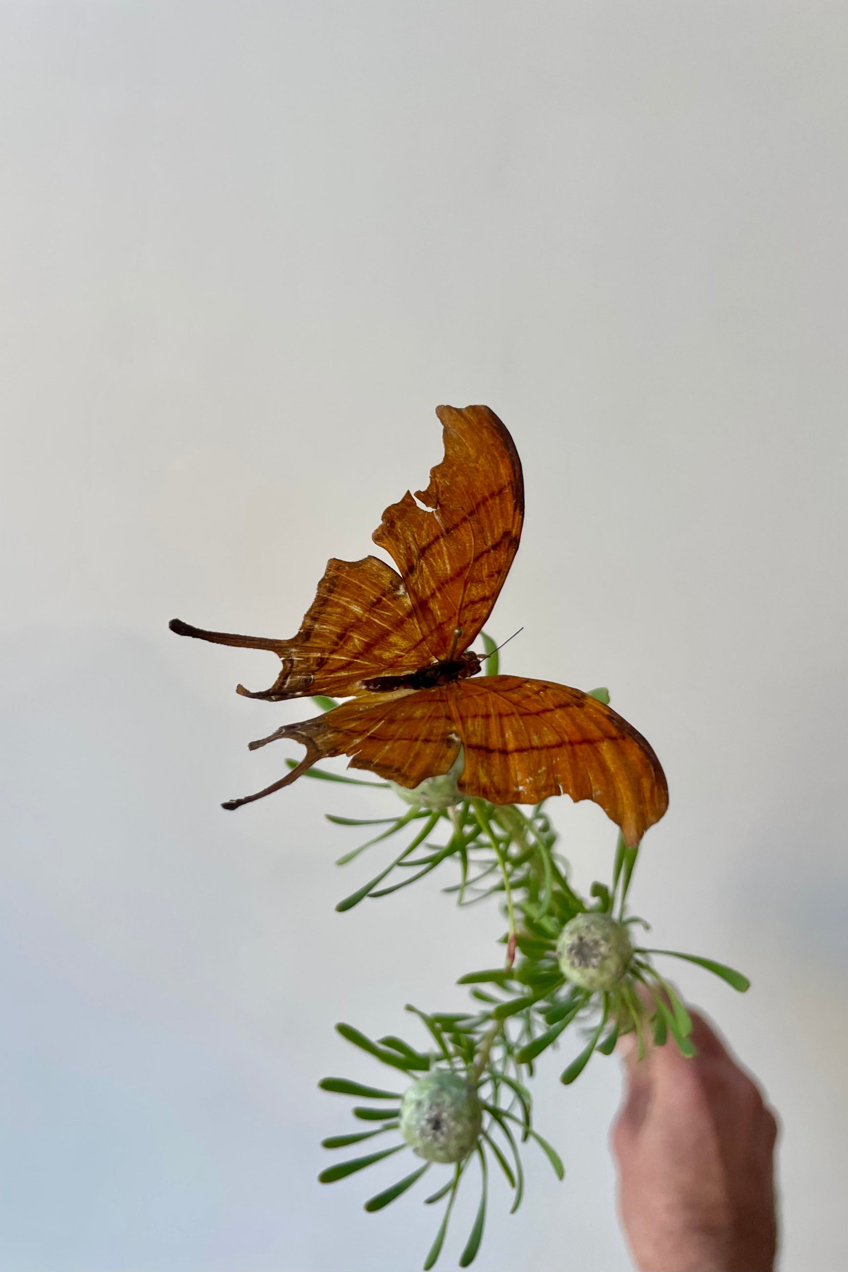 Photo of a preserved Marpesia petreas butterfly specimen on a stem of greenery. Photographed in front of a white wall. ©Sprout Home