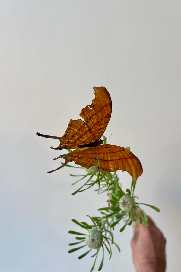 Photo of a preserved Marpesia petreas butterfly specimen on a stem of greenery. Photographed in front of a white wall.