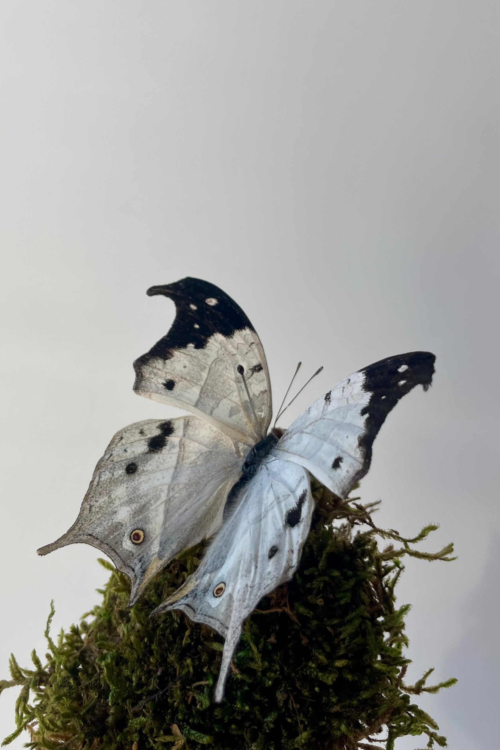 Photo of the black and white butterfly Salamis duprei on moss against a white wall. ©Sprout Home