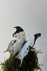 Photo of the black and white butterfly Salamis duprei on moss against a white wall.