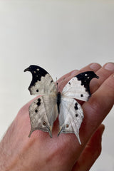 Photo of a hand holding the white and black butterfly Salamis duprei against a white wall.