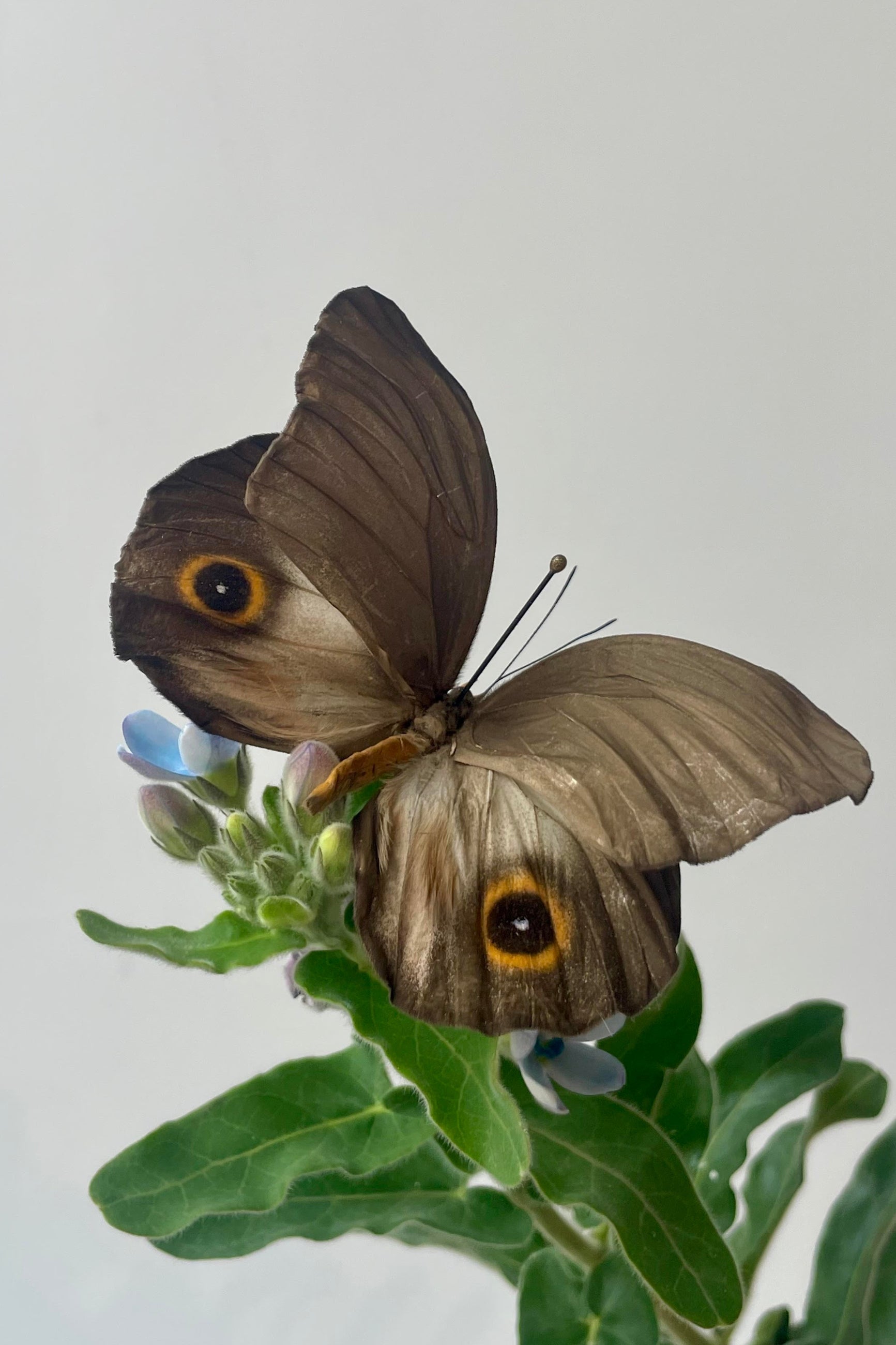 An owl eye butterfly on a stem ©Sprout Home