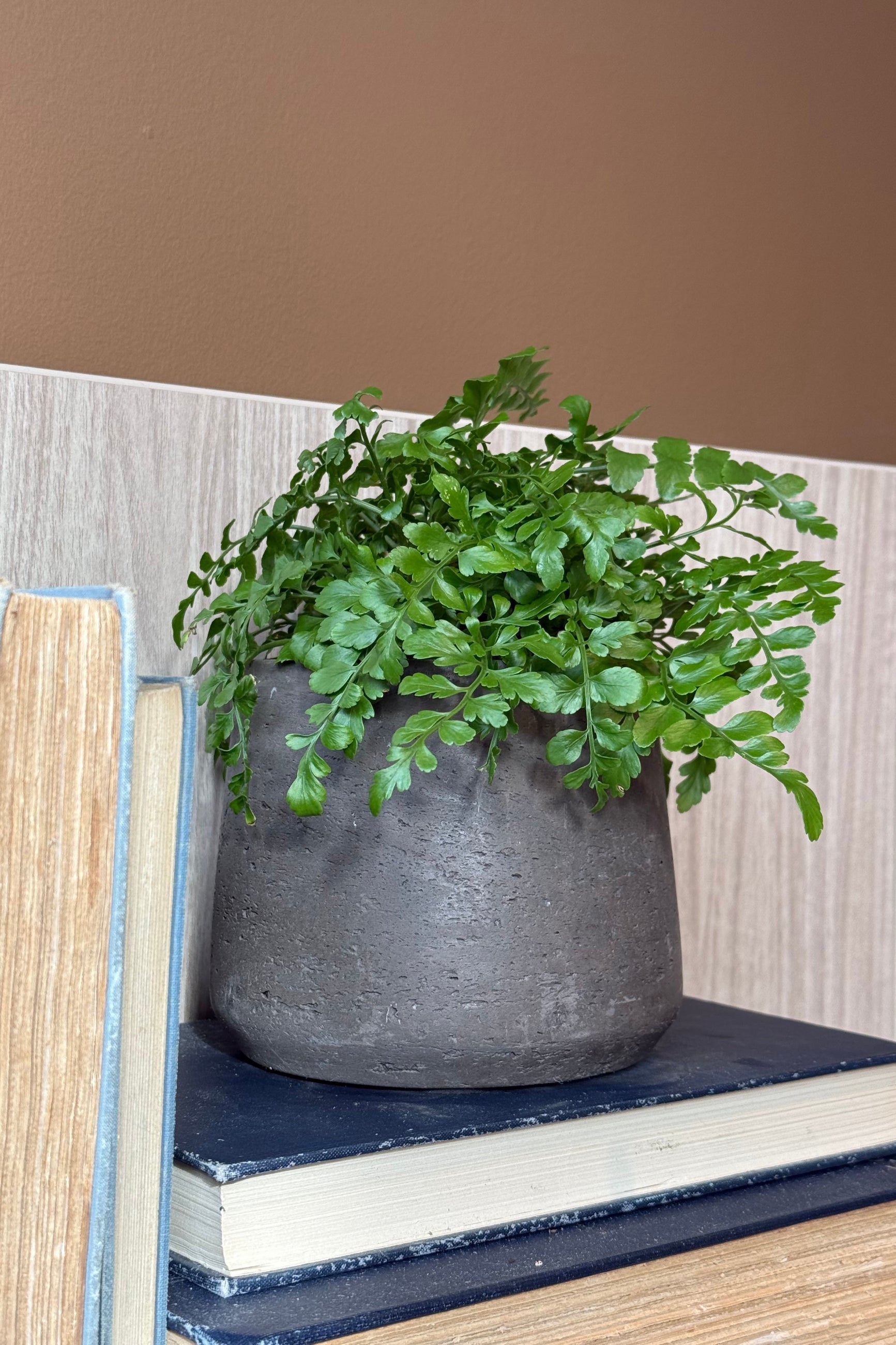Potted 'Austral Gem' fern in a Pottery Pots pot on top of books with a plain background ©Sprout Home