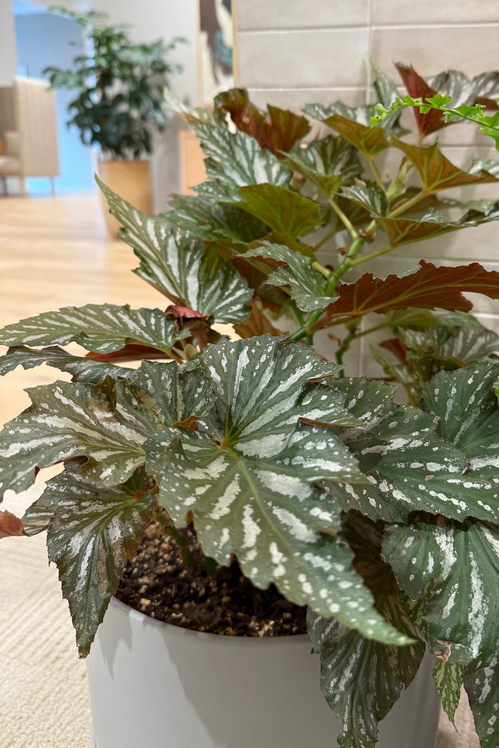 Begonia 'Lana' potted in an office with beige subway tile ©Sprout Home