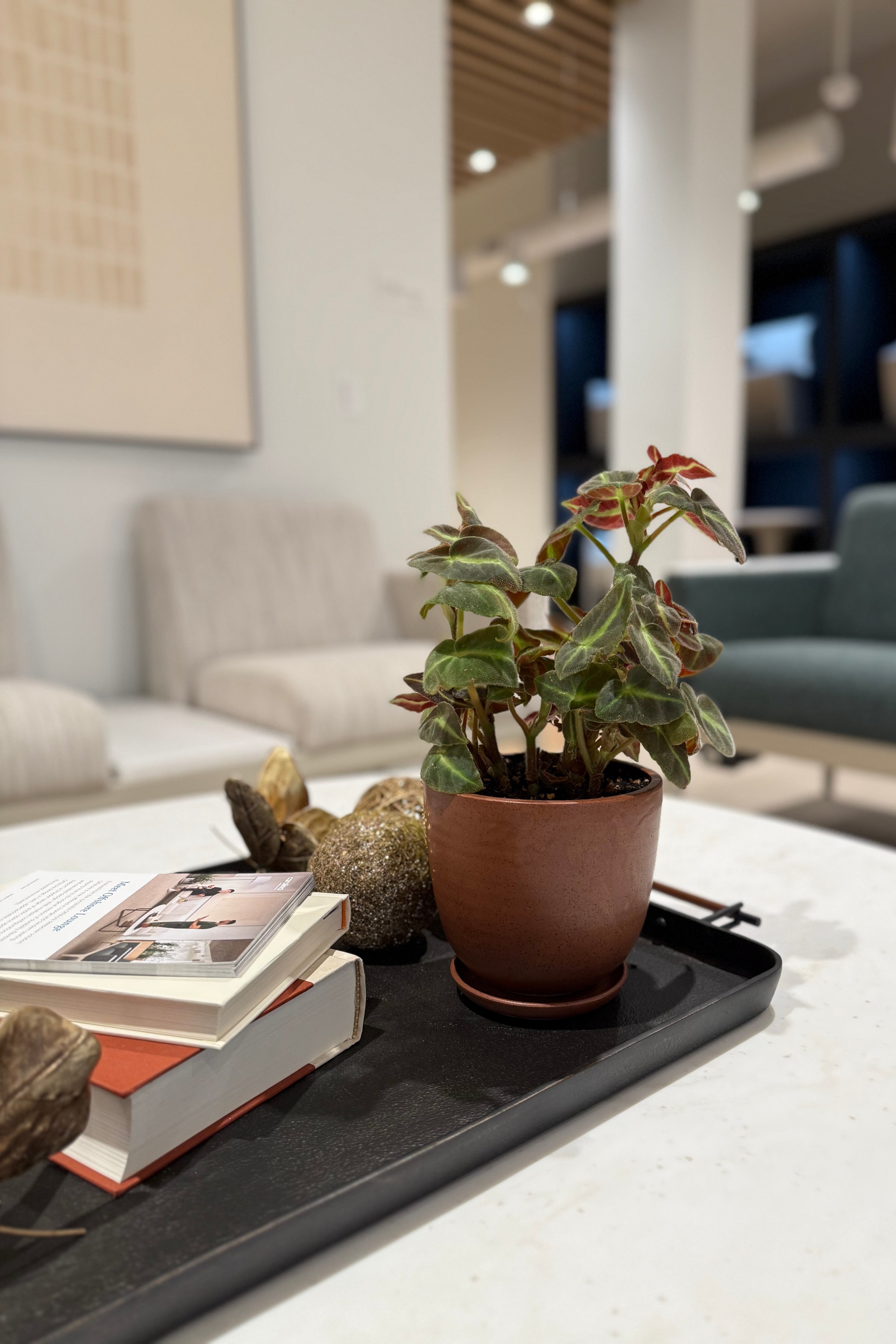 Begonia listada 4