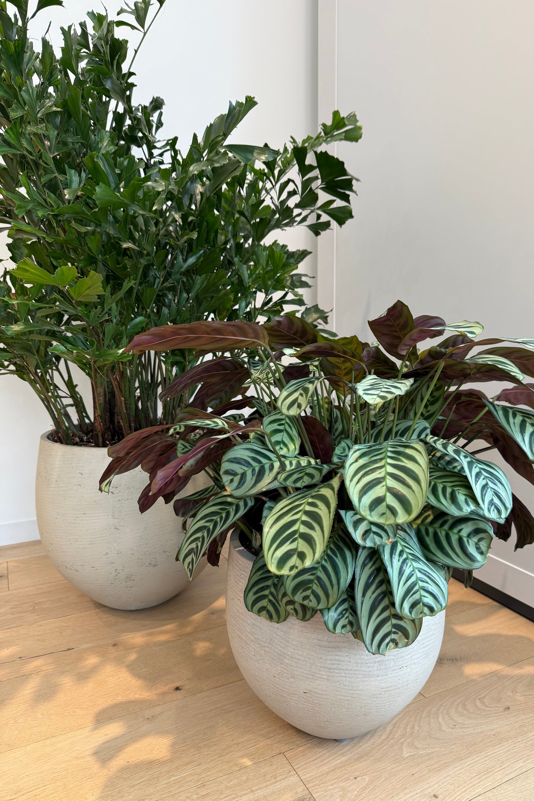 Potted Mini orbs with a fishtail palm and a Ctenanthe sitting on a wood floor against a white wall ©Sprout Home