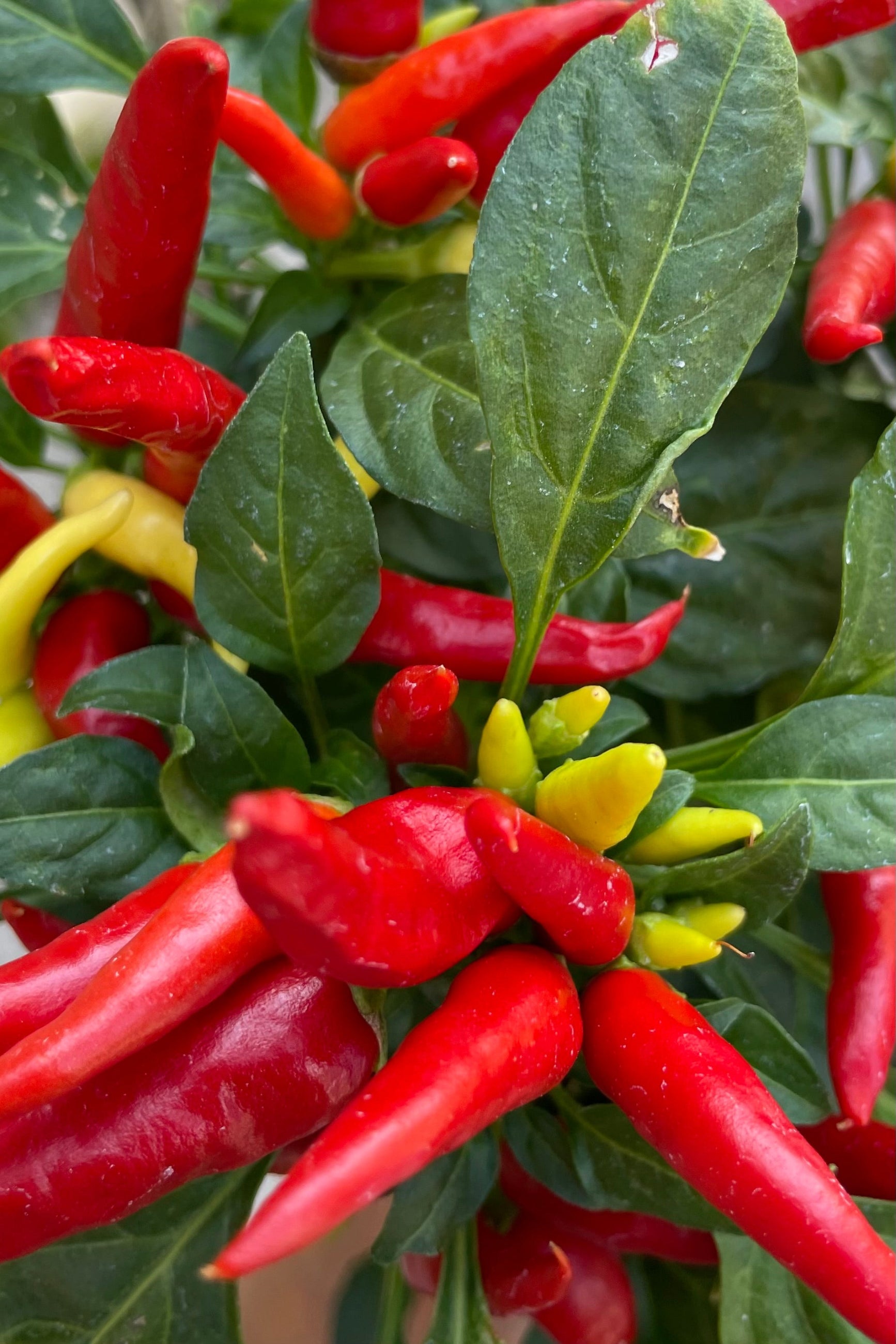 A detail picture of the 'Chilly Chili' ornamental pepper in September  with its bright red and yellow pointy peppers.  ©Sprout Home