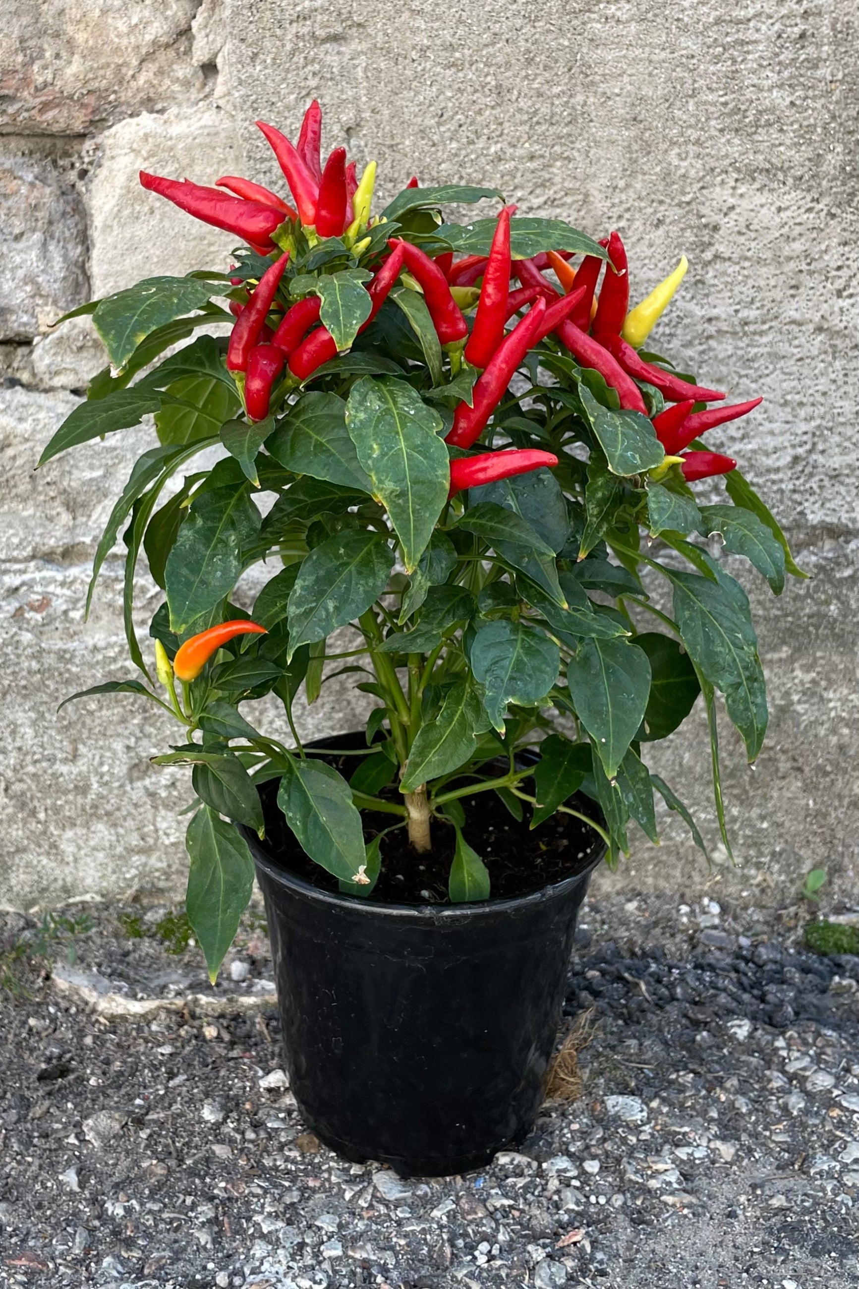 'Chilly Chili' ornamental pepper in a 4.5" growers pot in september showing bright fruit.  ©Sprout Home