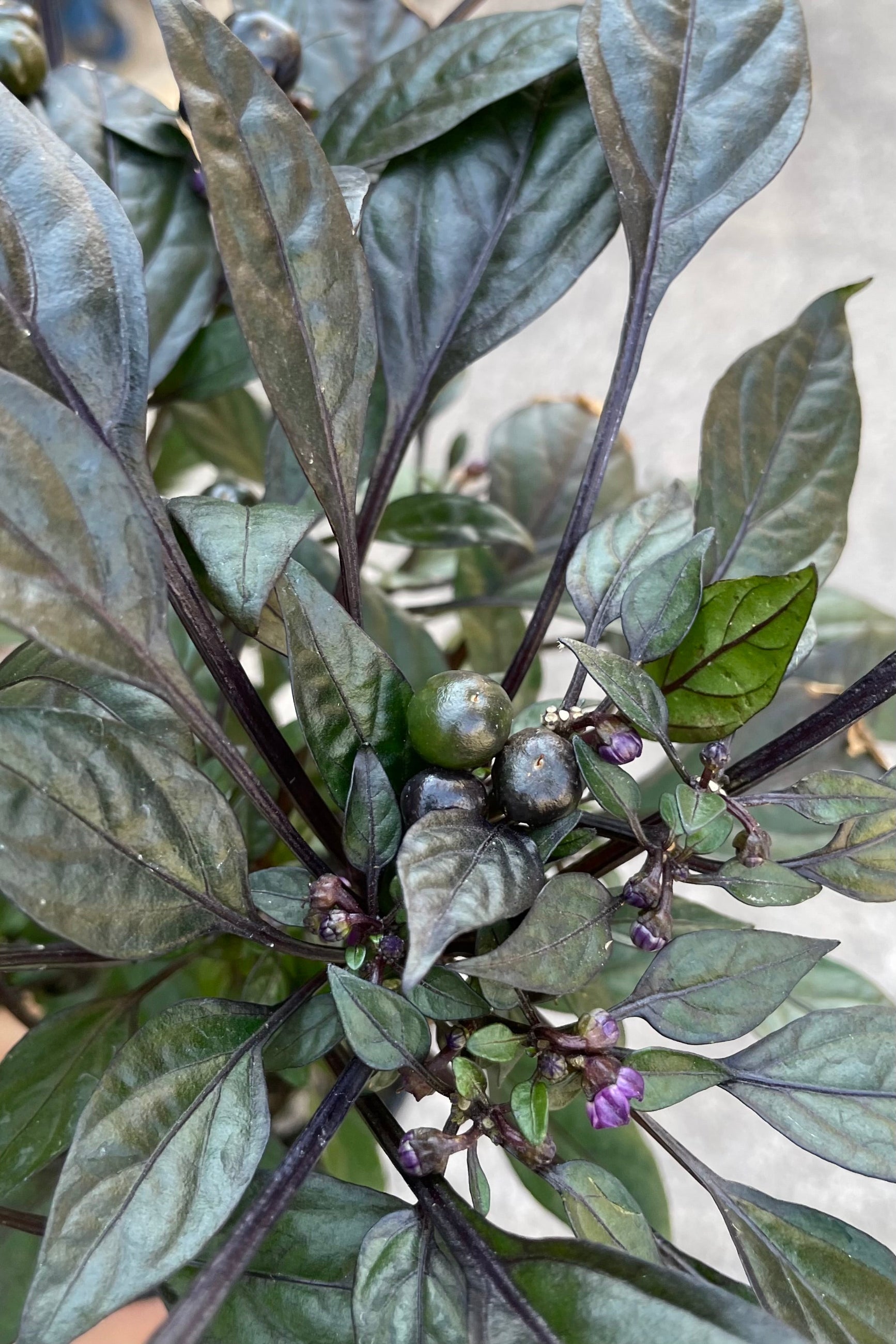 a detail picture of the 'Onyx Red' ornamental pepper in September with purple flowers and dark fruit . ©Sprout Home