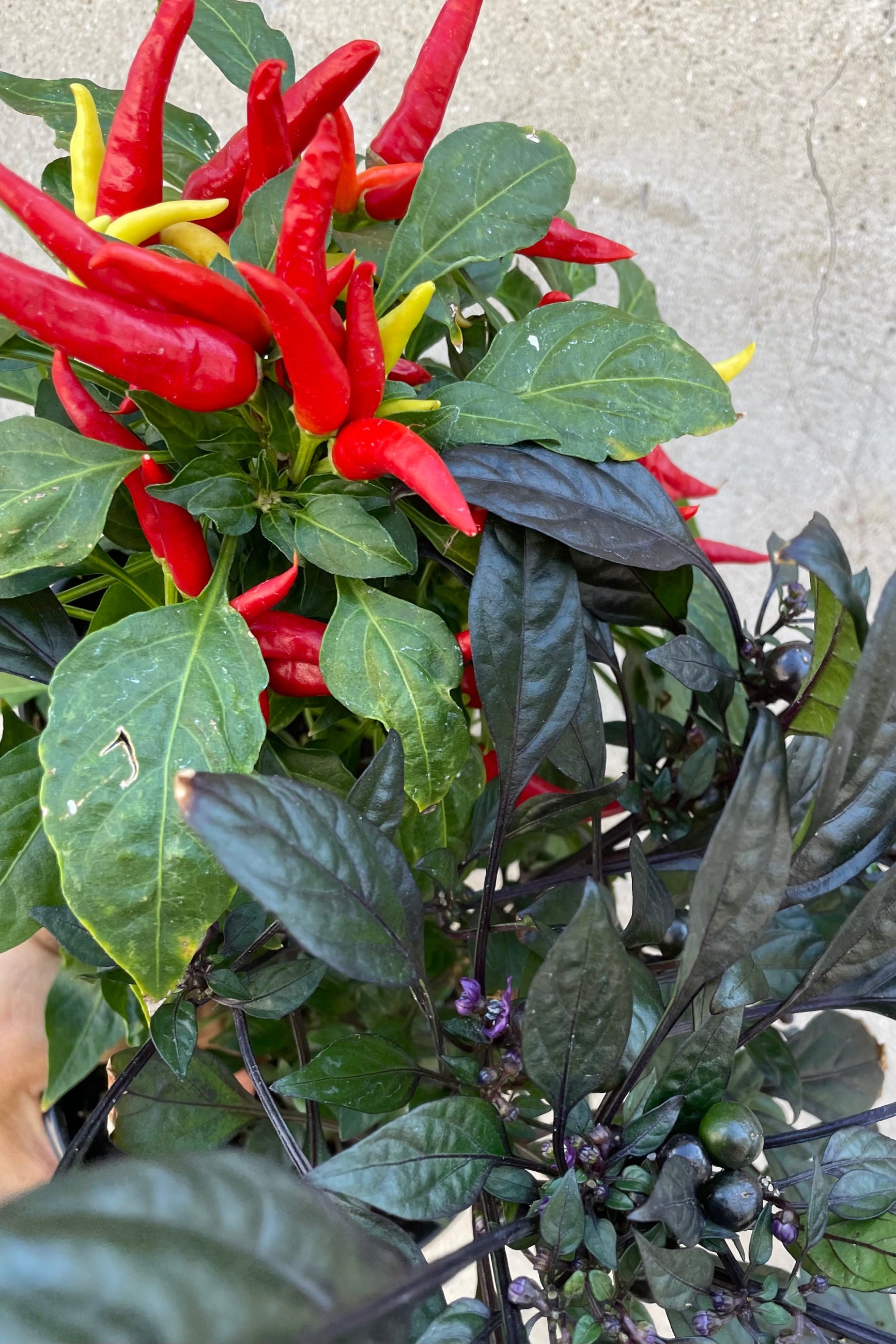 detail picture of the leaves of 'Chilly Chili' and 'Onyx Red' ornamental peppers in September at Sprout Home.  Sprout Home