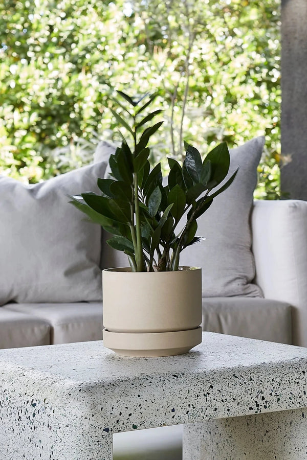 Round Two Oatmeal planter with a ZZ plant inside on a terrazzo table in front of a grey sofa and picture window by LBE Design Revival Ceramics.