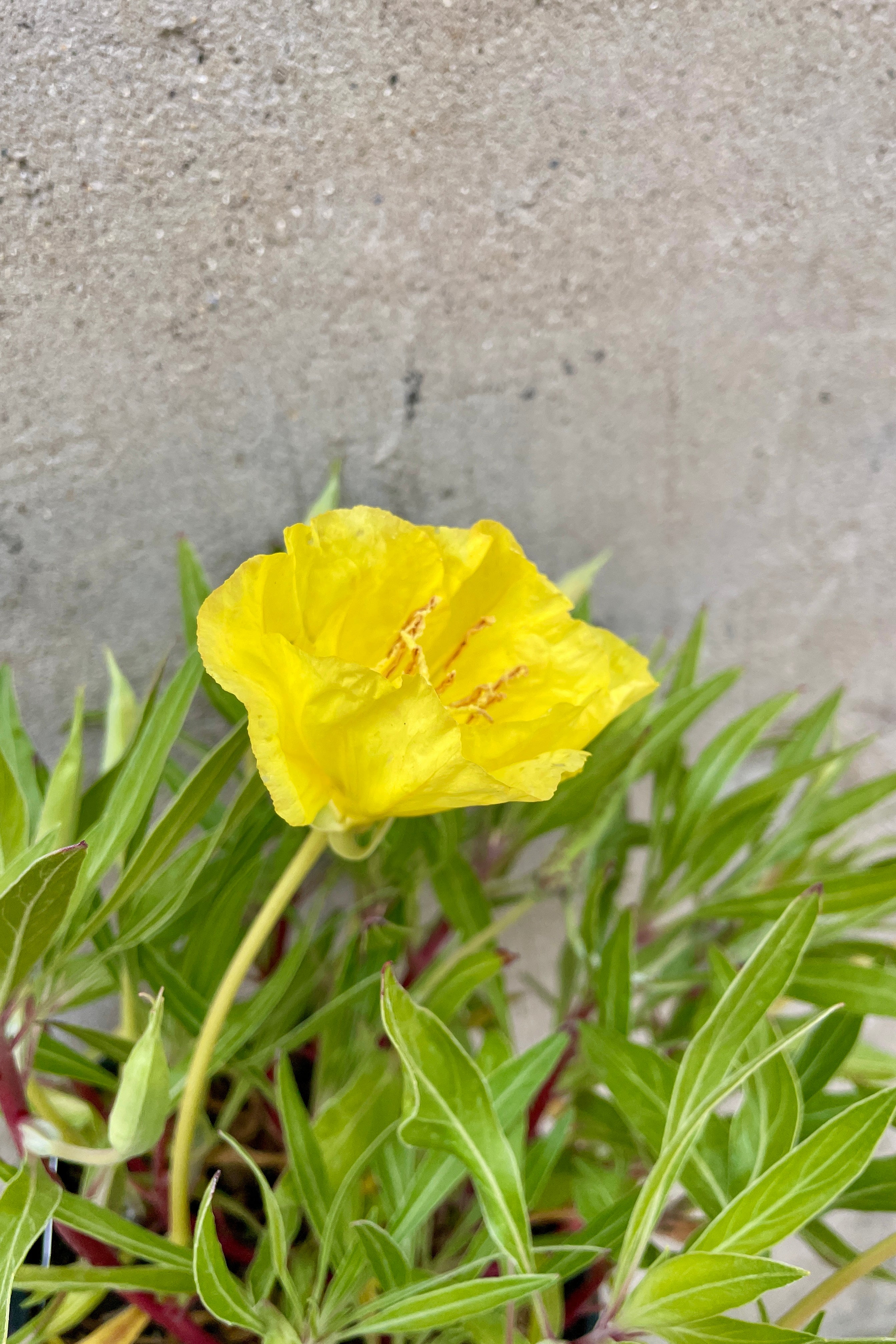 Detail of the yellow flower and green blades of foliage of the Oenothera missouriensis beginning to bloom the end of May 