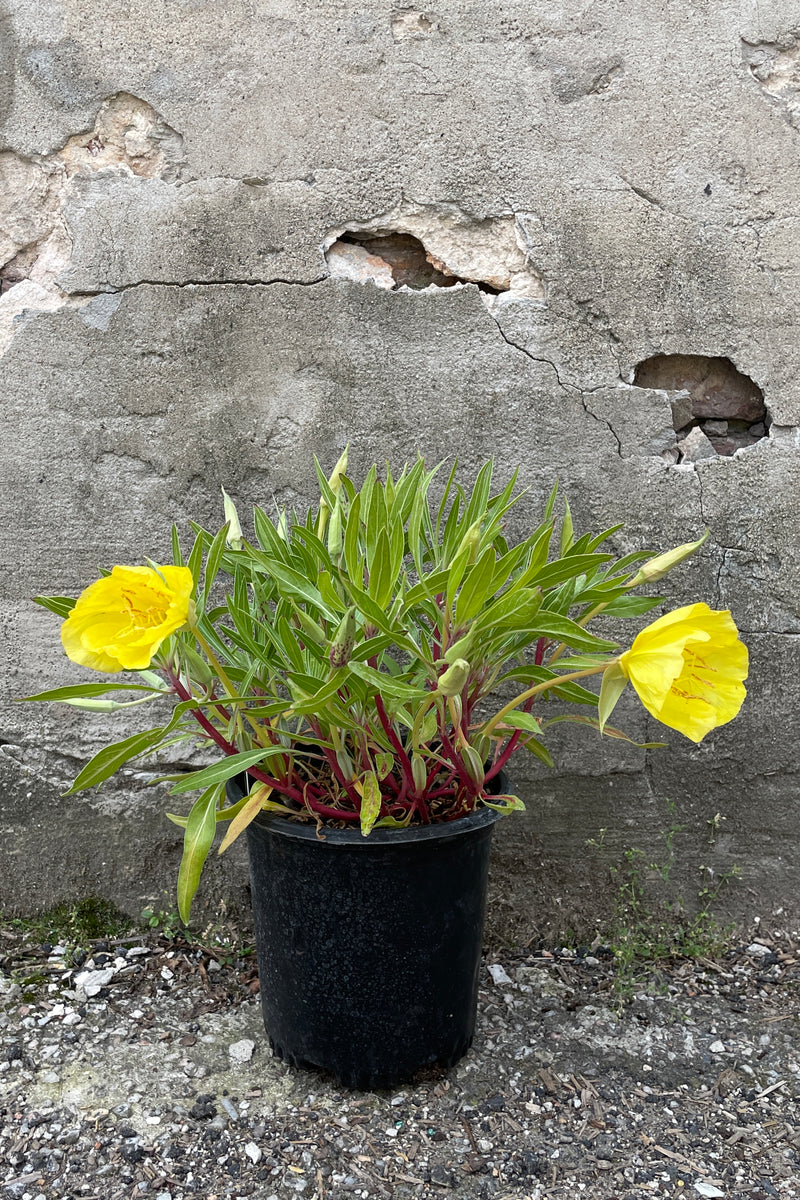 Oenothera missouriensis in a #1 growers pot starting to bud and bloom the end of May at Sprout Home. 